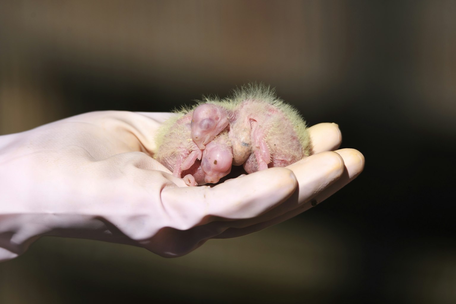 Patas de un bebé animal en una mano con guante