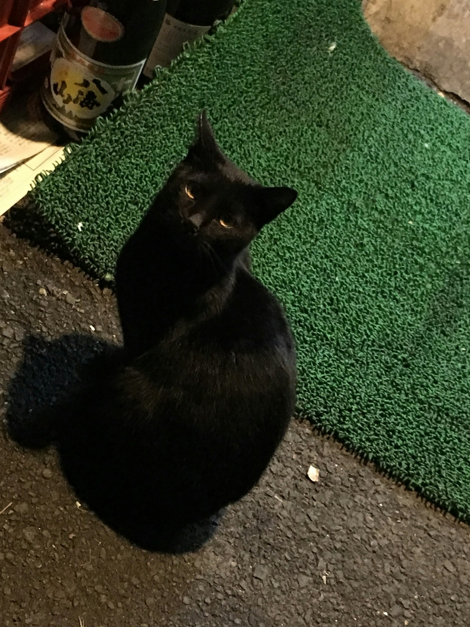Eine schwarze Katze sitzt in einem dunklen Bereich