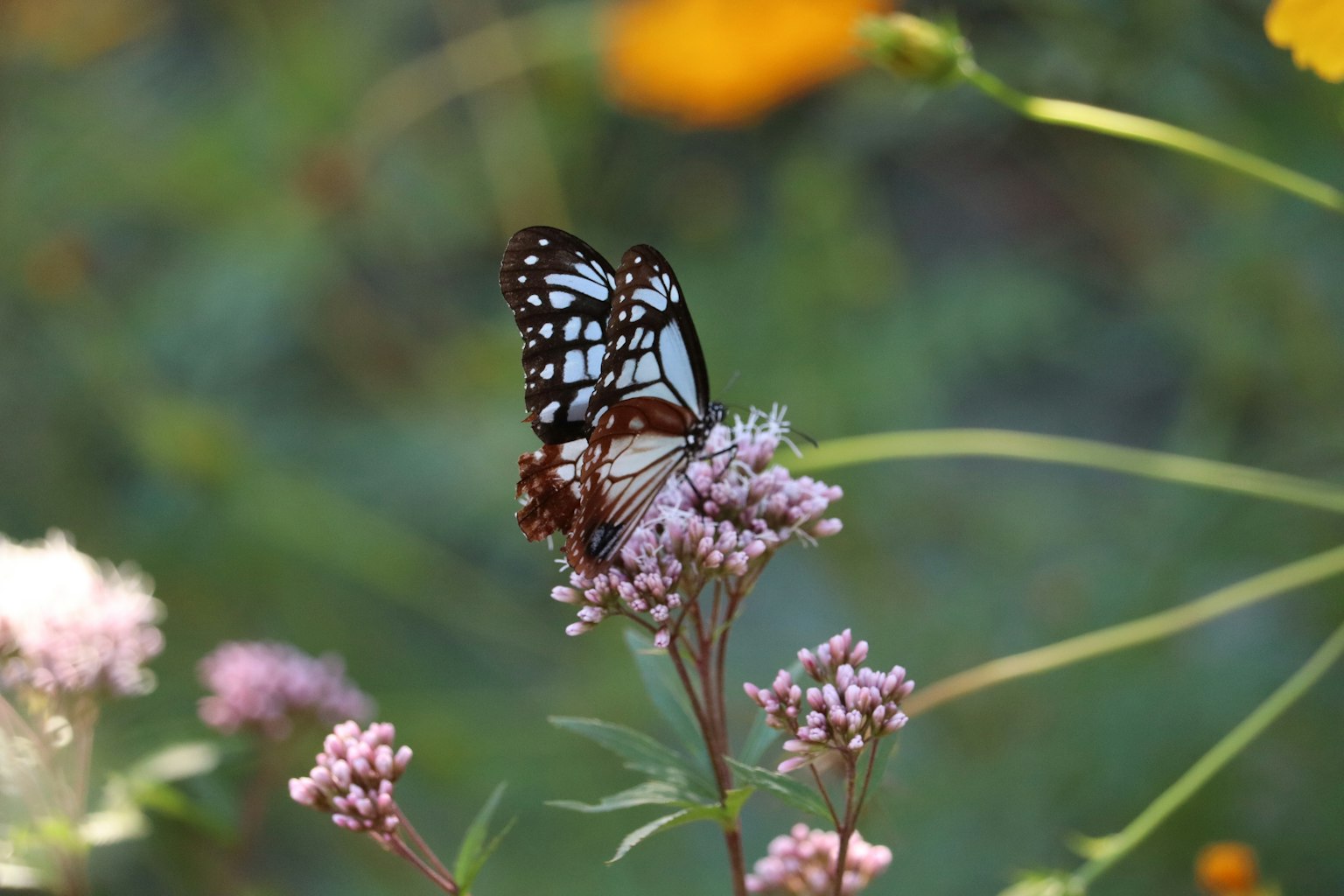 A butterfly resting on a flower in a vibrant garden