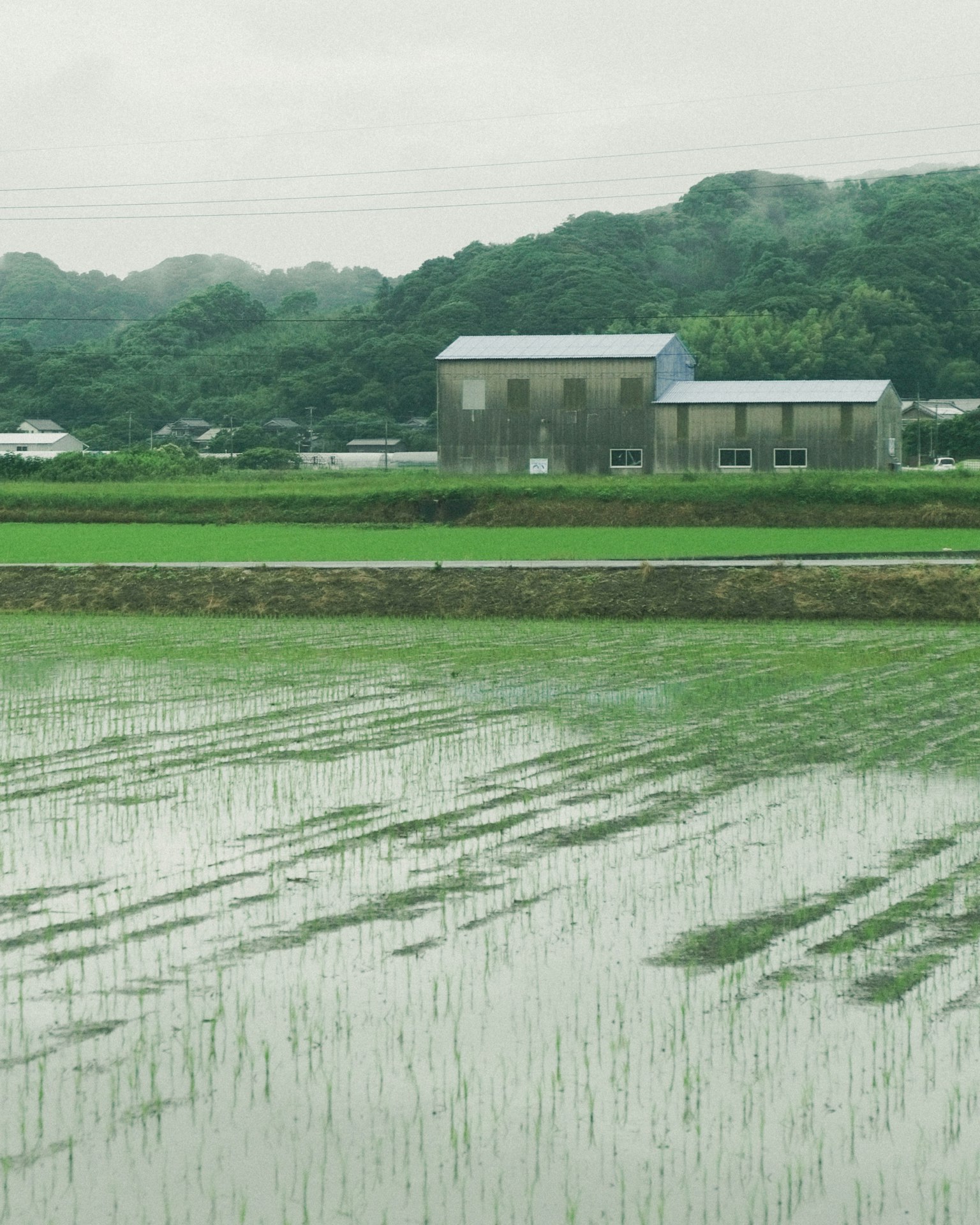 Paisaje con campos de arroz y una casa con techo azul