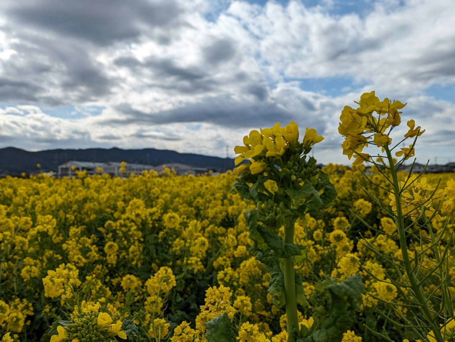 Ampio campo di fiori gialli in fiore sotto un cielo nuvoloso