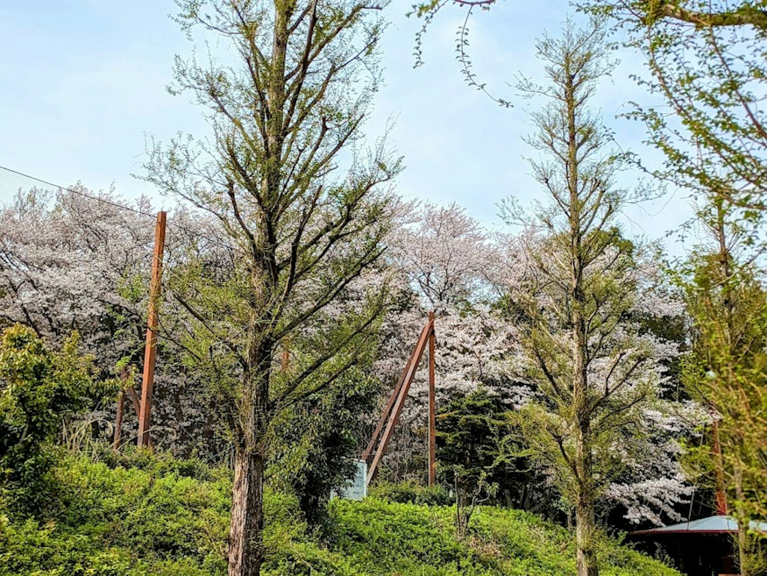 Paysage avec des cerisiers en fleurs