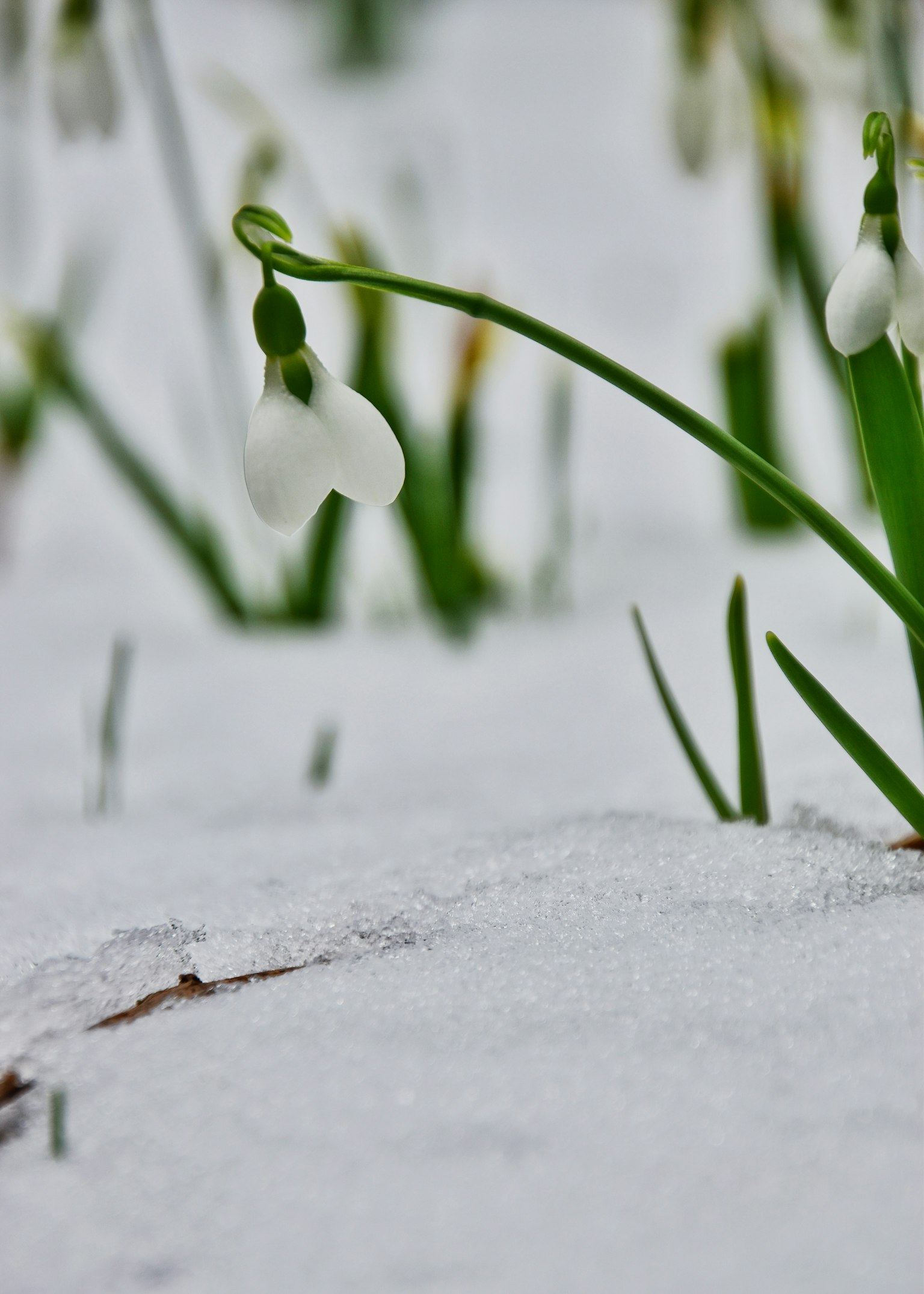 Flores de campanilla floreciendo en la nieve con hojas verdes