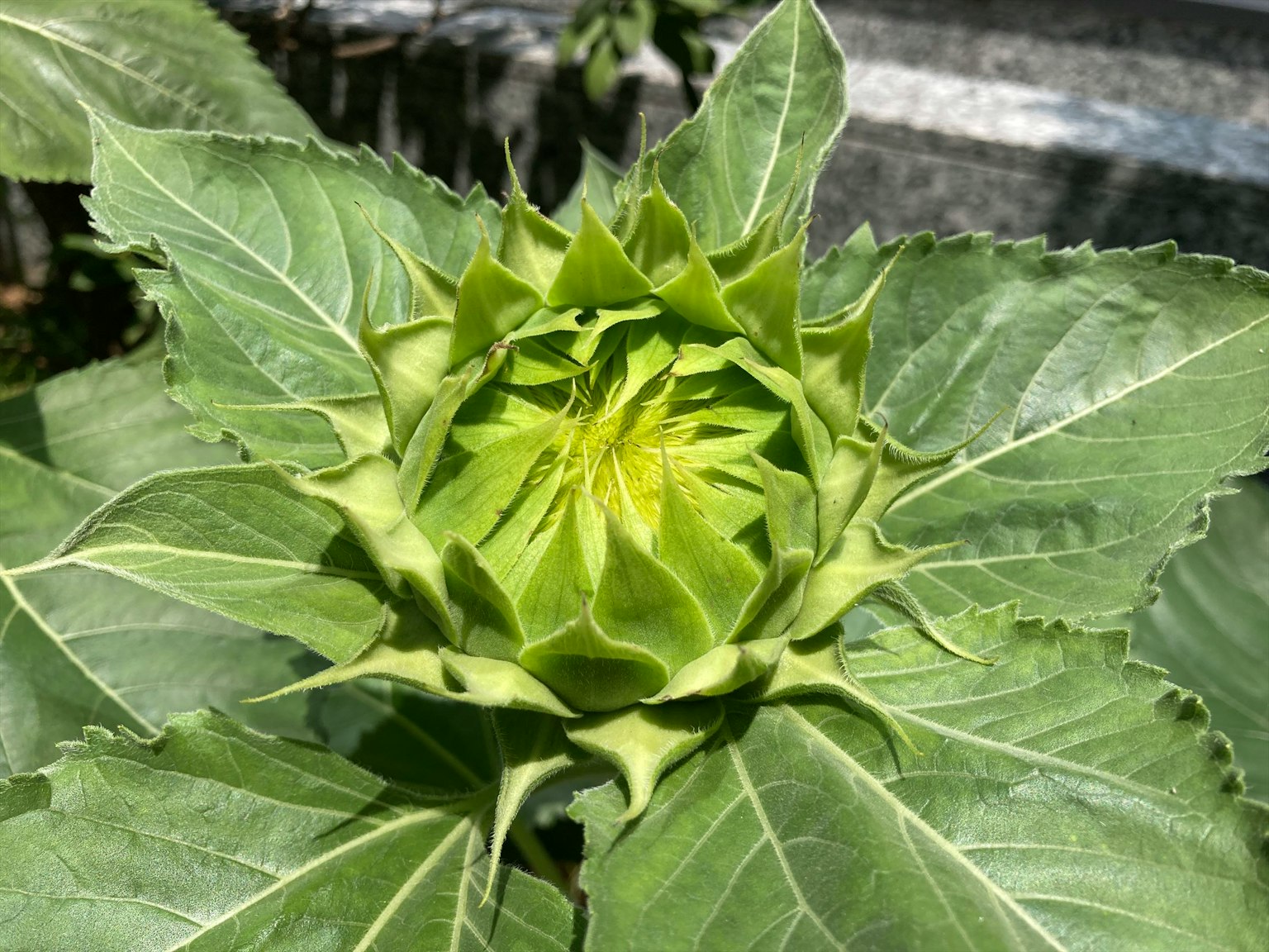 Bocciolo di girasole verde circondato da foglie