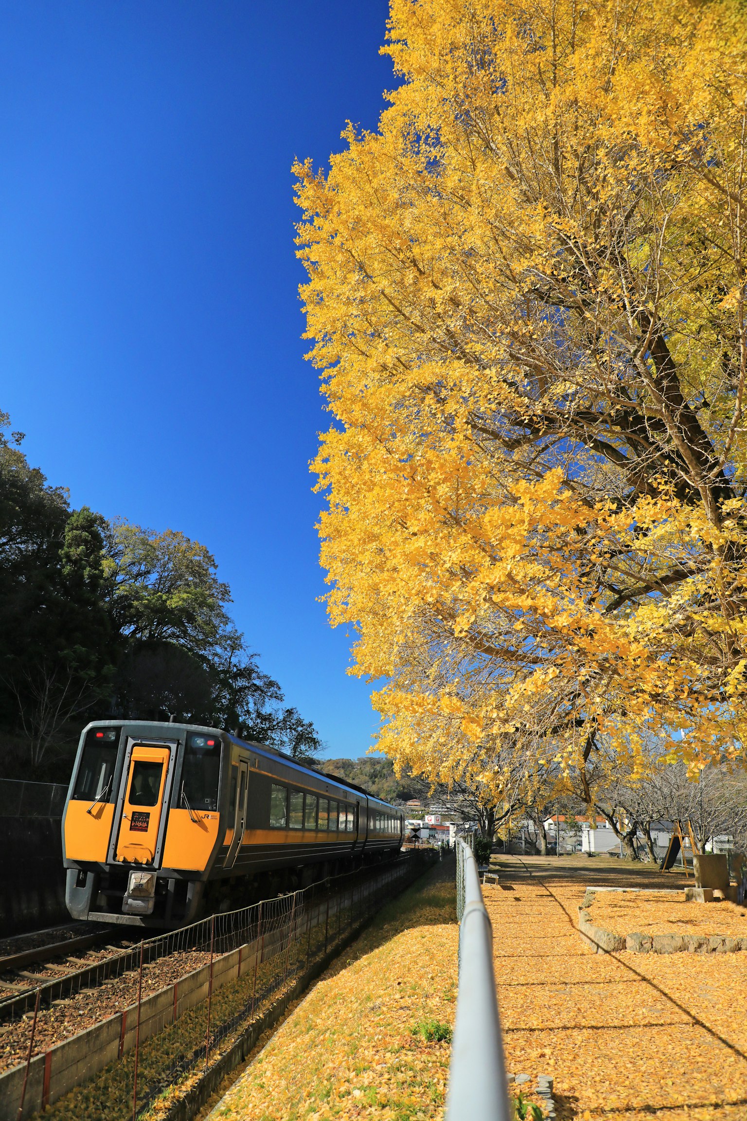 Zug, der an einem Baum mit leuchtend gelben Blättern unter einem klaren blauen Himmel vorbeifährt