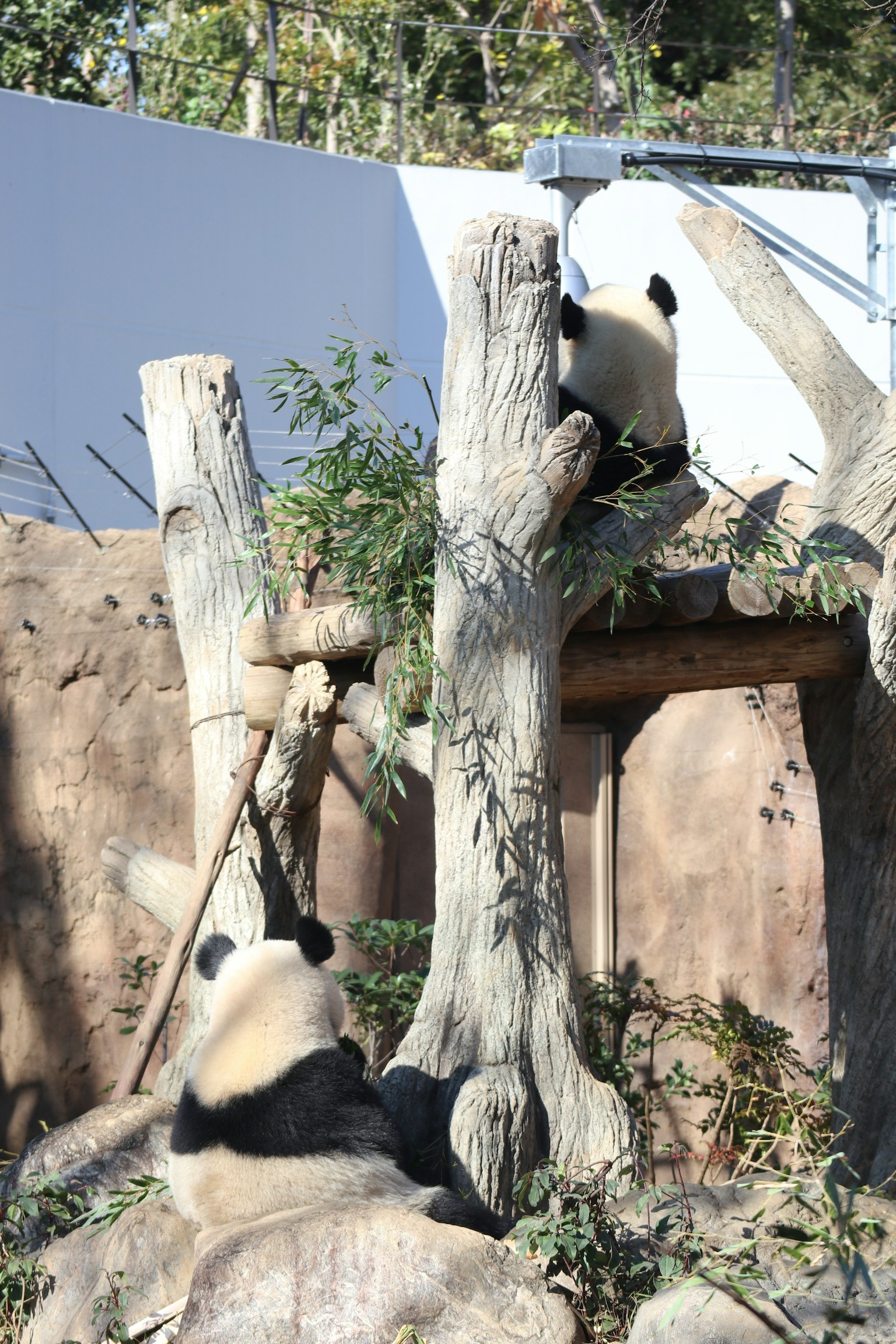 兩隻熊貓在動物園的樹間玩耍