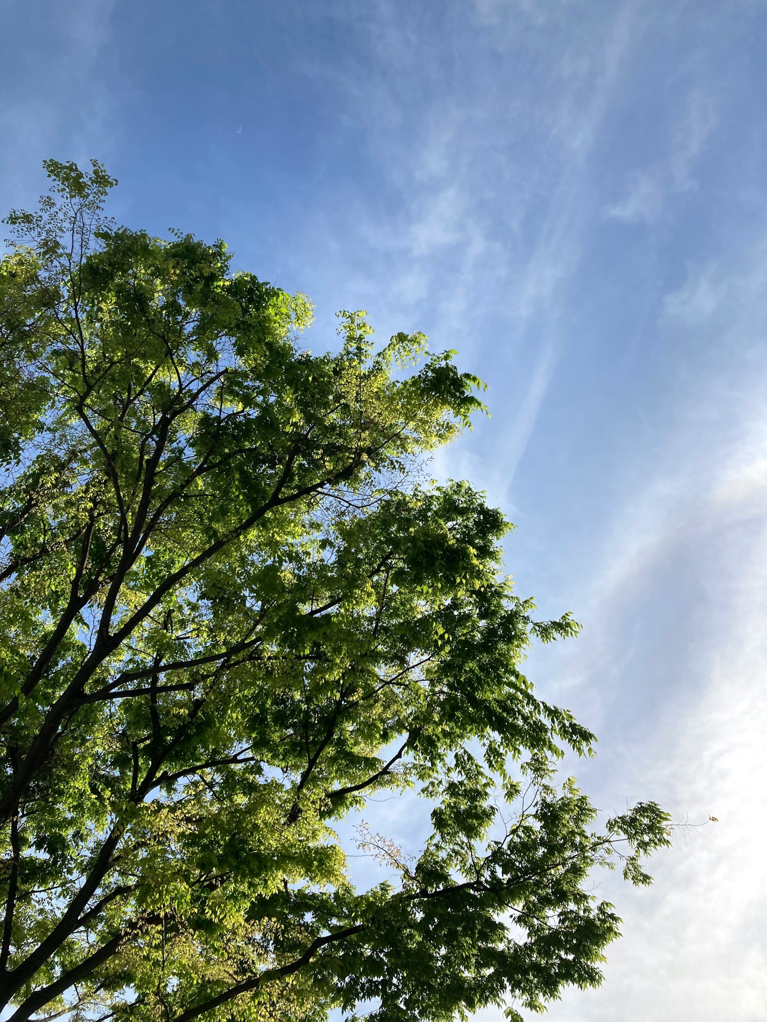 Bagian atas pohon dengan daun hijau di latar belakang langit biru
