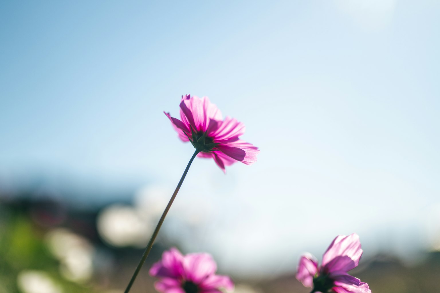 Acercamiento de una flor rosa vibrante contra un cielo azul claro