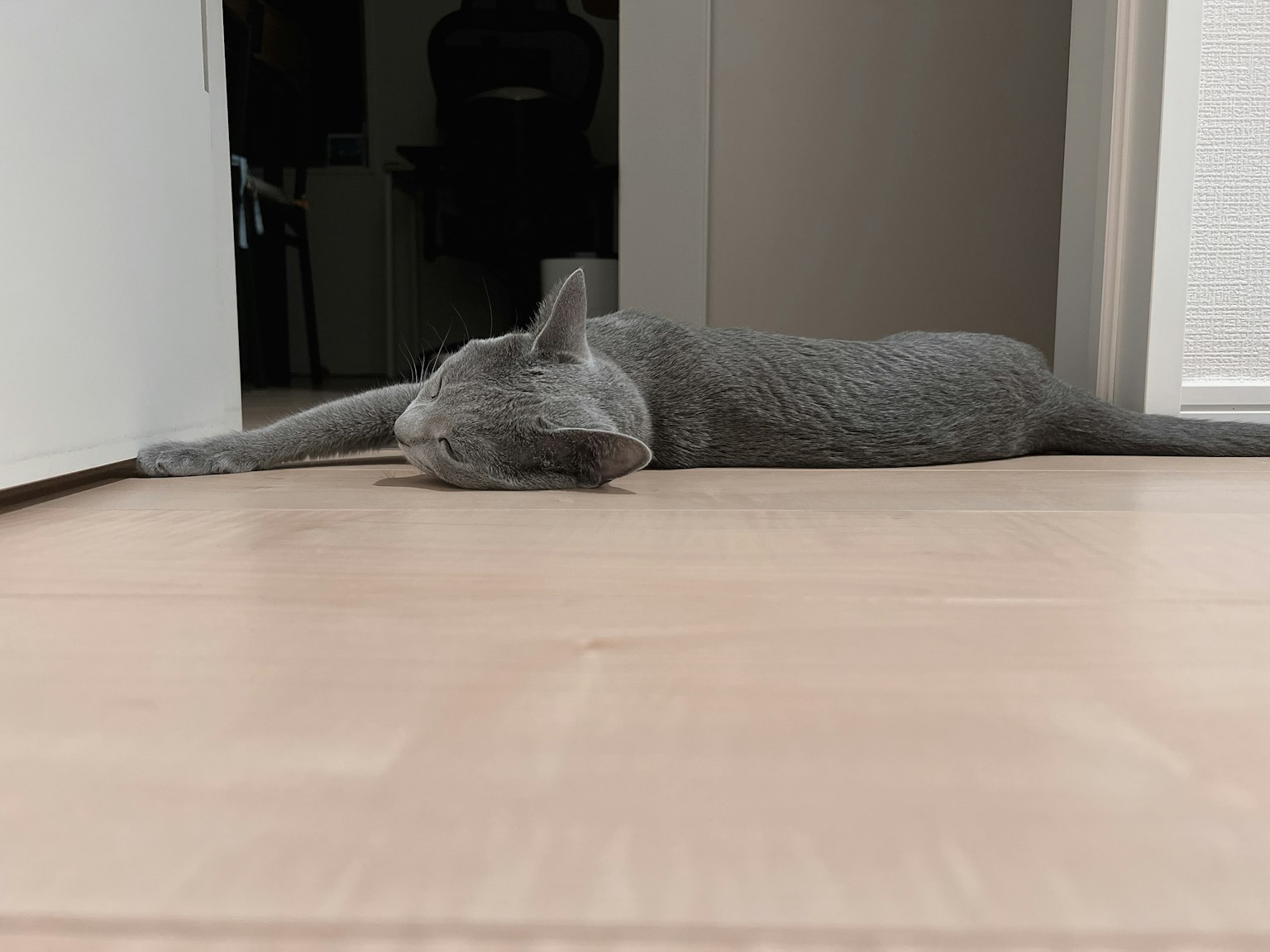 Un gatto grigio sdraiato sul pavimento