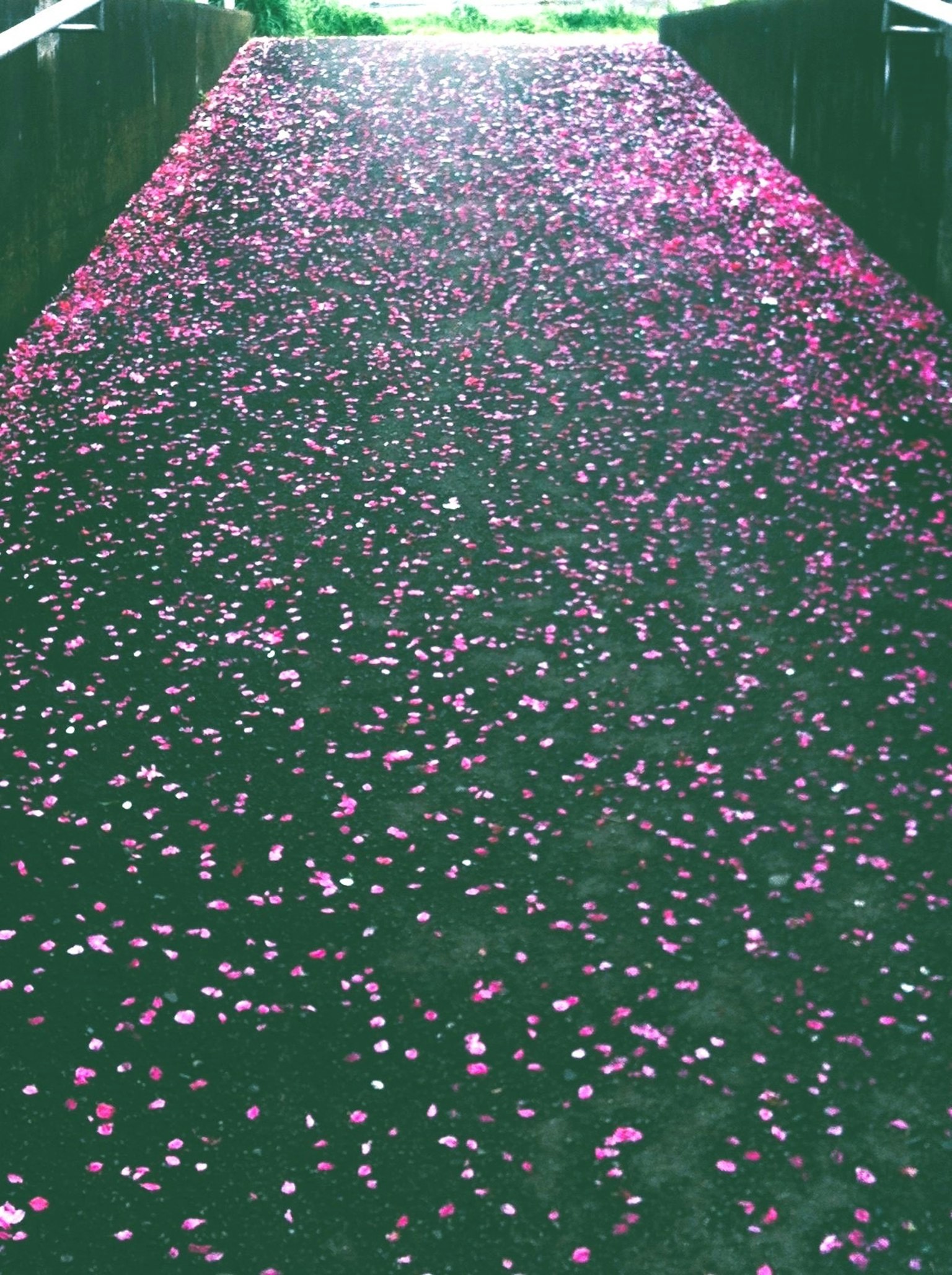 Petali di fiori rosa sparsi su un sentiero verde