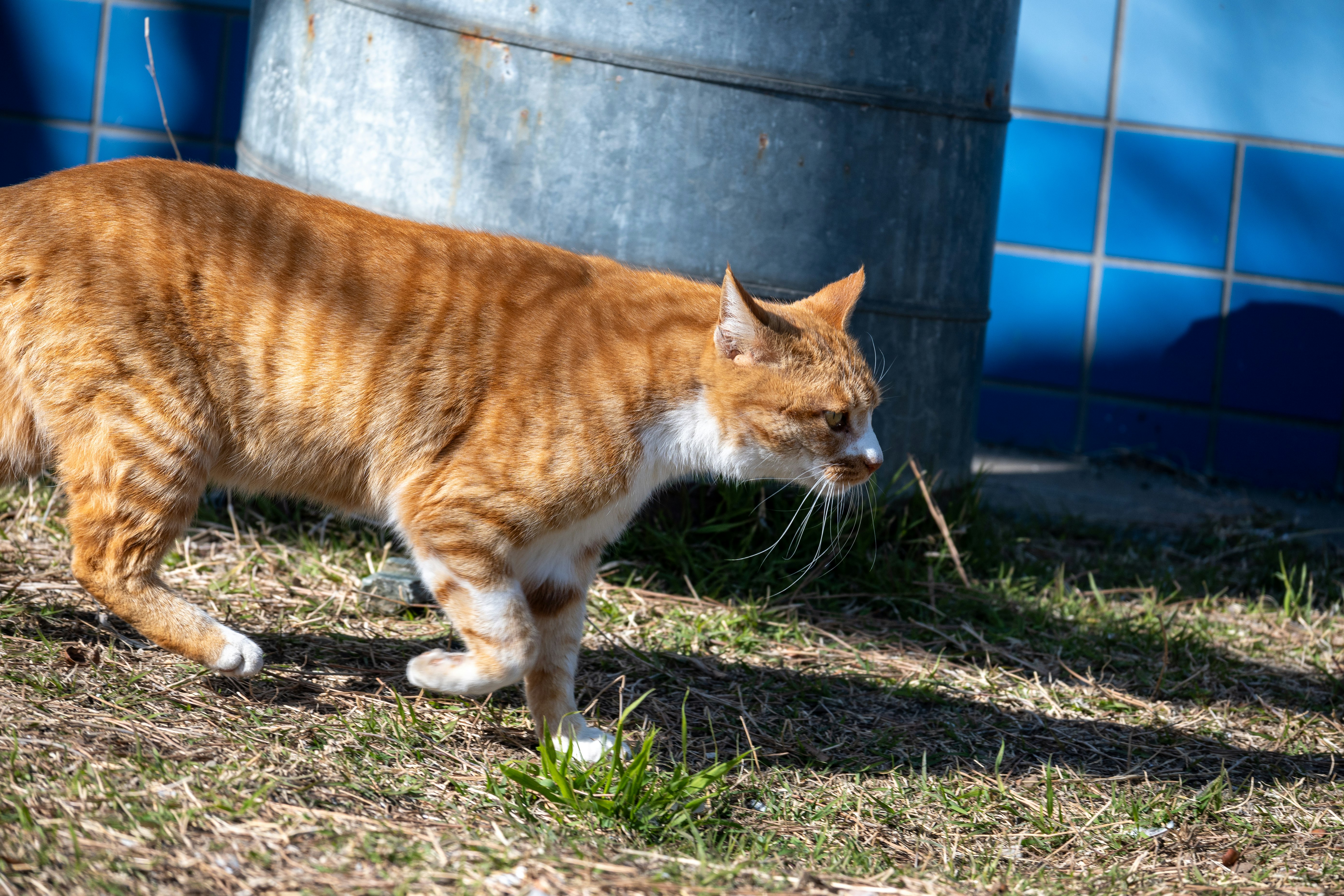gatto tigrato arancione che cammina sull’erba vicino a un muro blu
