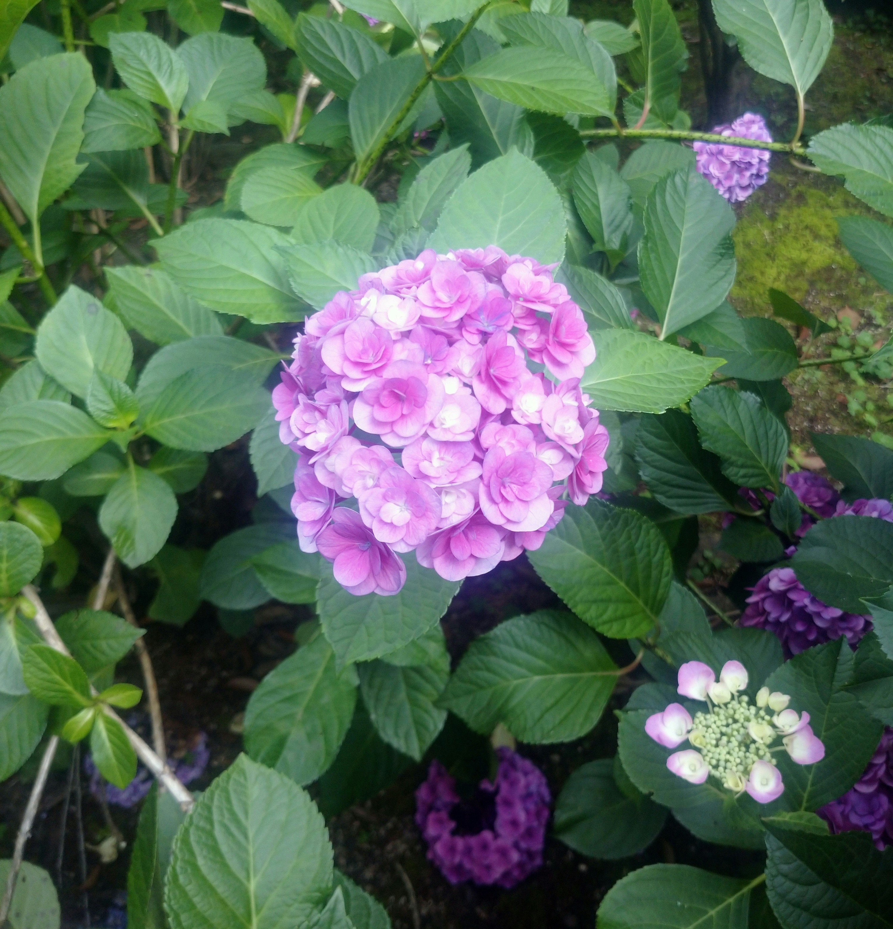 あじさいの花と青紫の花房が葉に囲まれた庭の風景