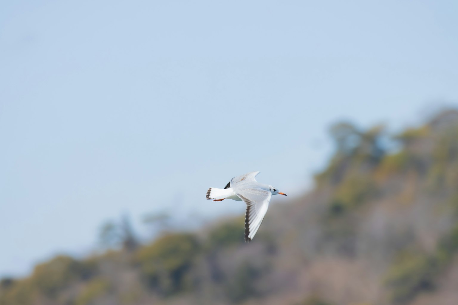 Ein weißer Vogel fliegt vor einem Hintergrund aus grünen Bäumen