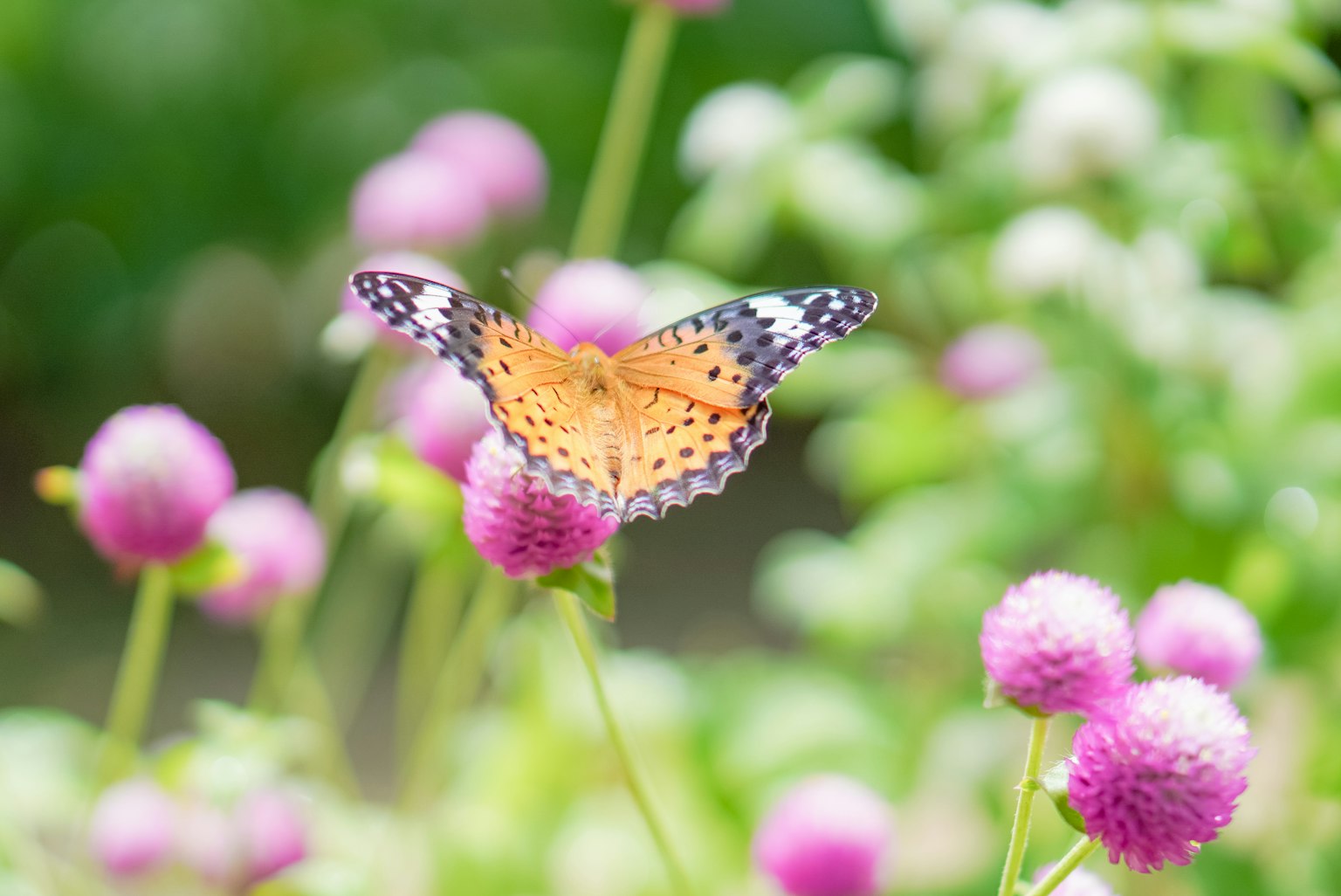 Ein Schmetterling mit orangefarbenen Flügeln auf rosa Blumen in einem üppigen Garten