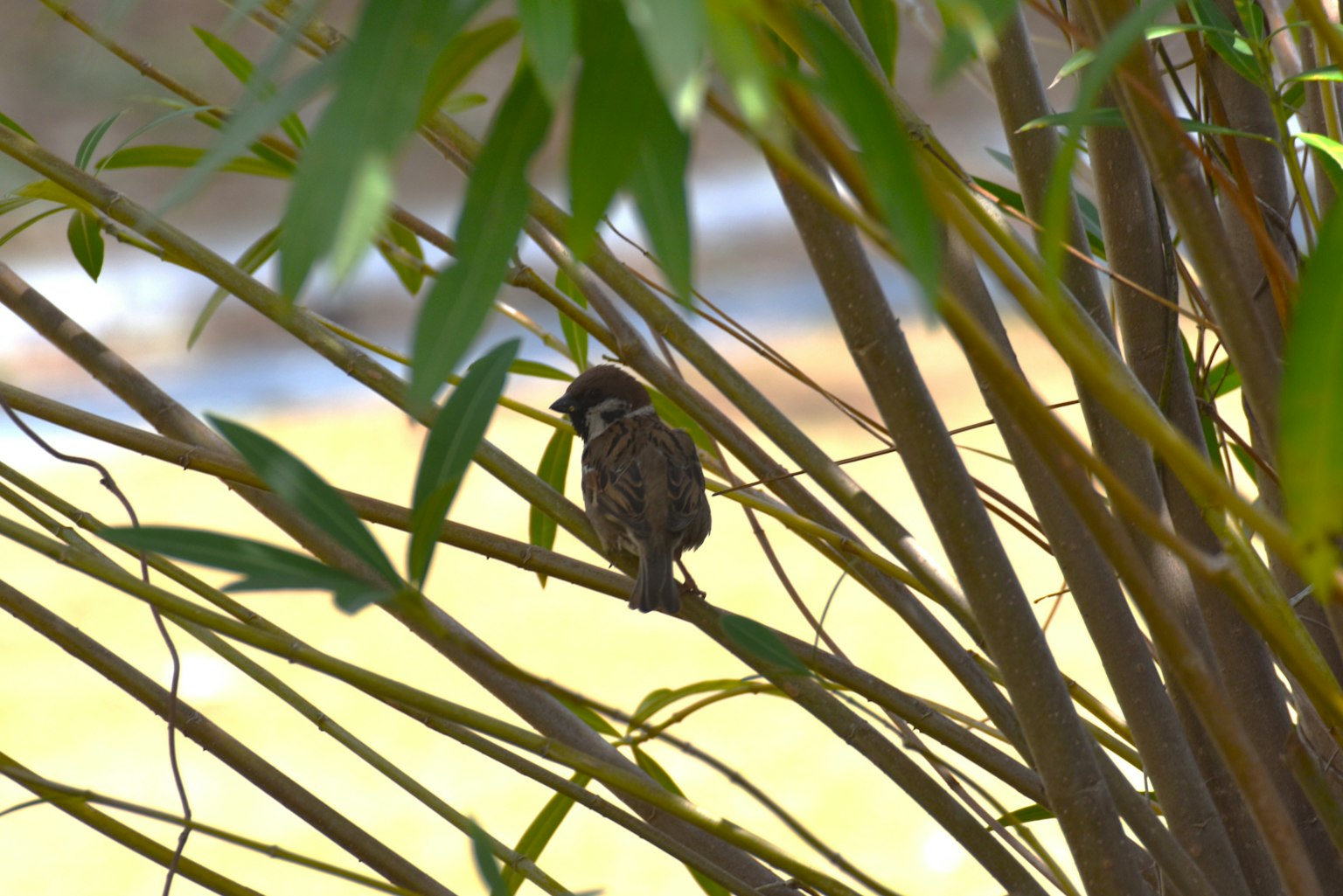 Un petit oiseau perché parmi des branches de bambou