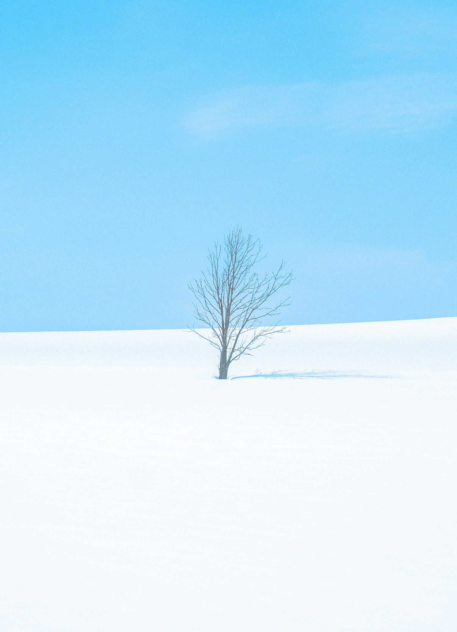 青空の下に立つ一本の木と雪に覆われた風景