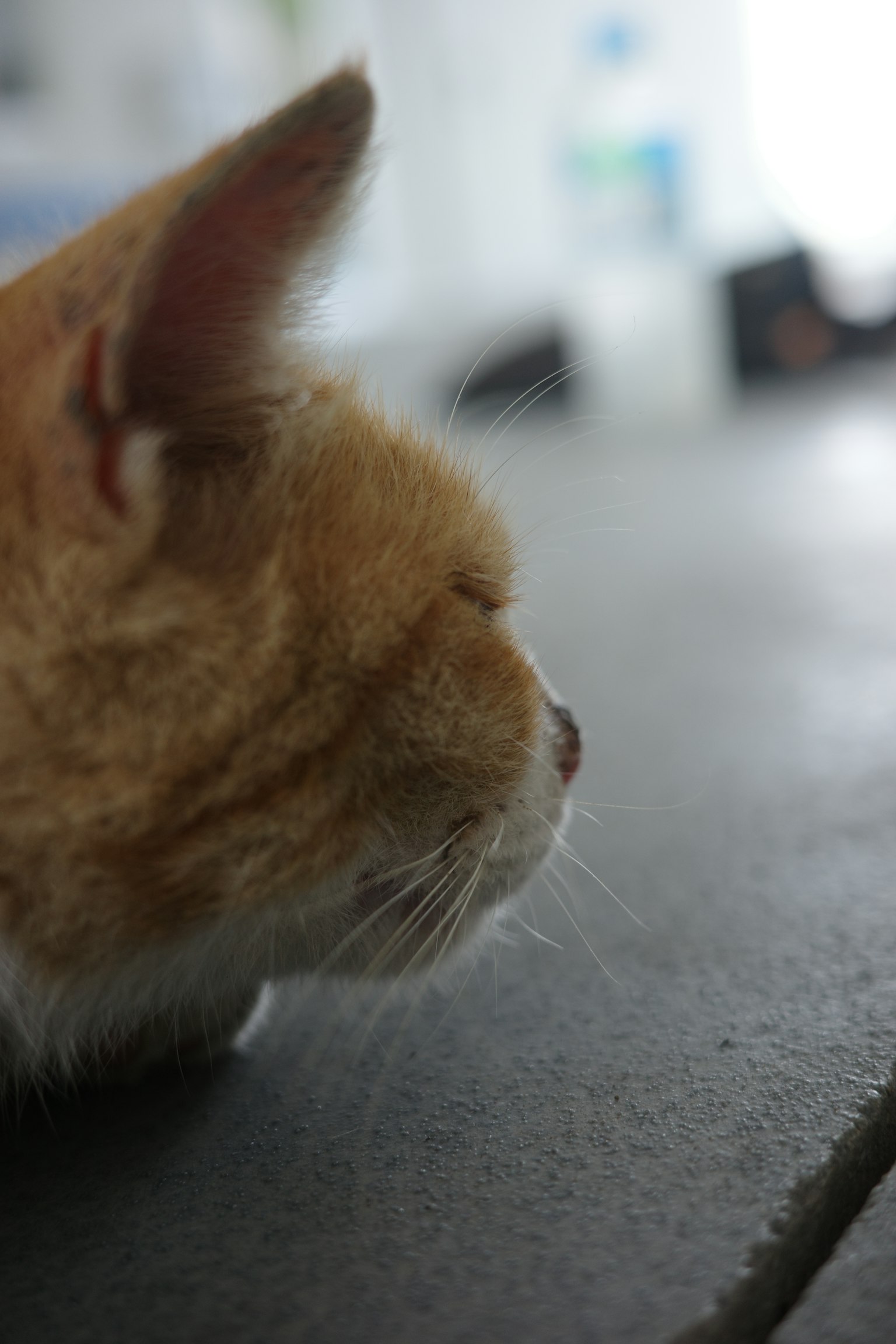 躺在地上的橙色猫的侧面
