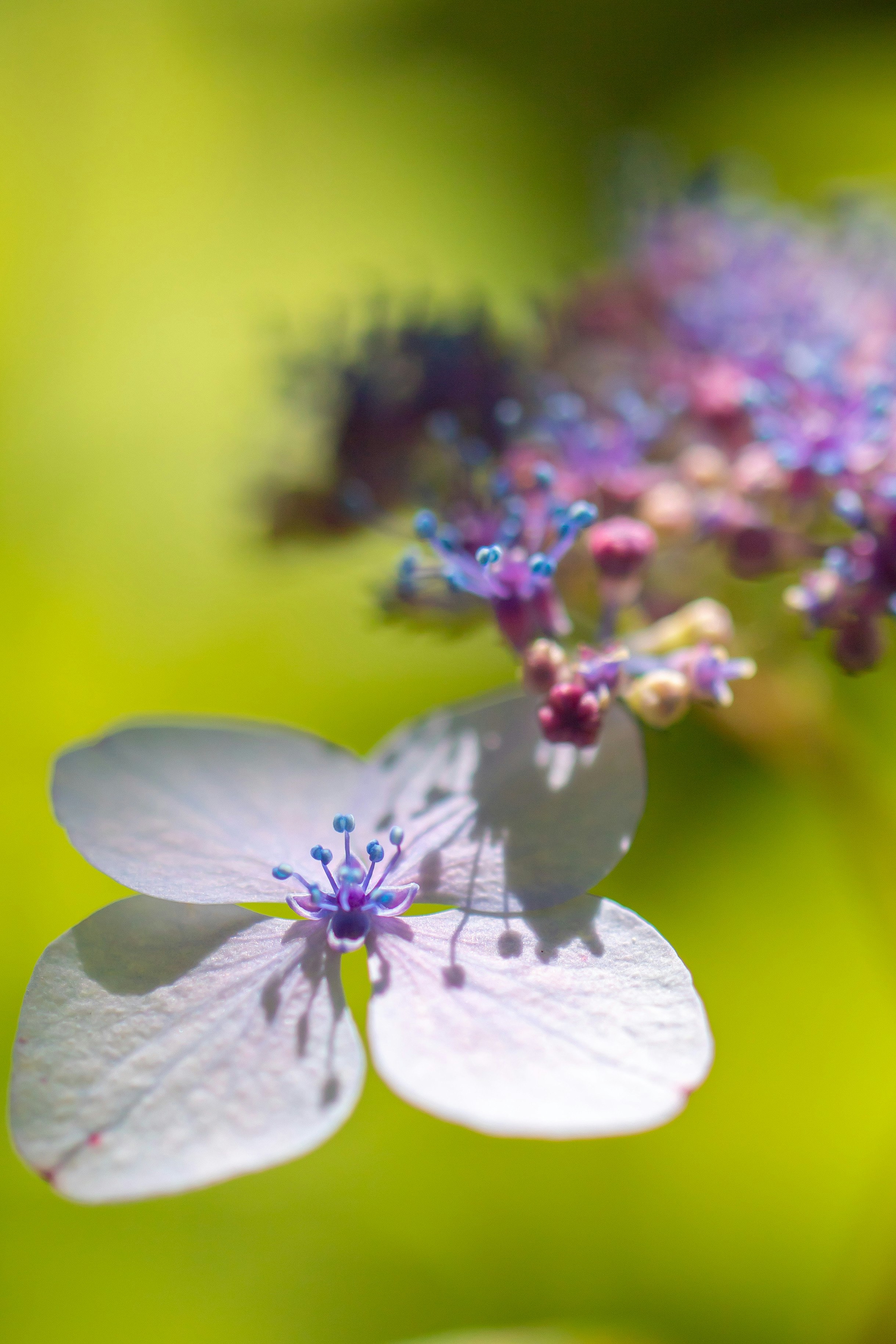 紫陽花の花と花びらのマクロ、夏の柔らかな背景