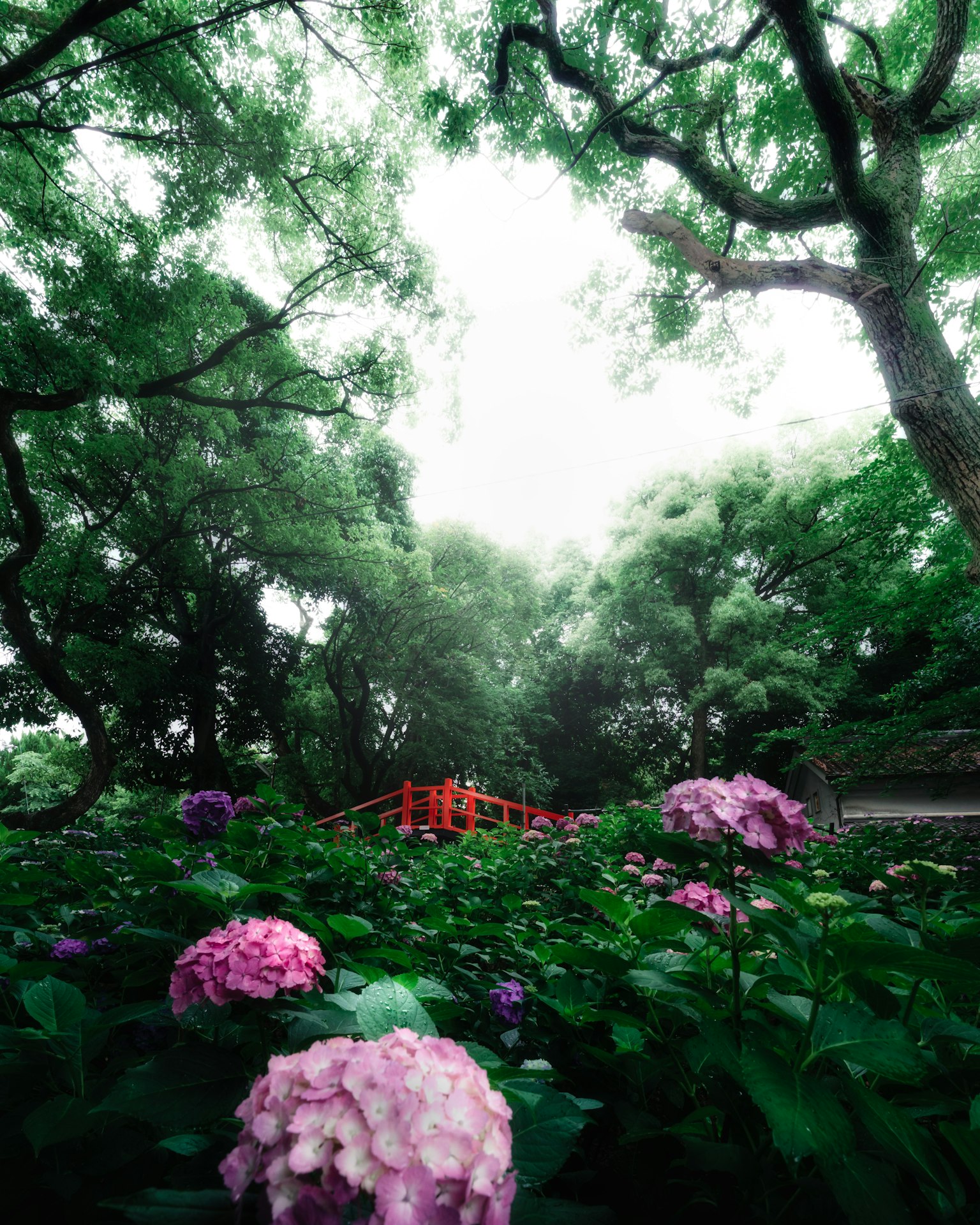郁郁葱葱的风景中盛开的绣球花