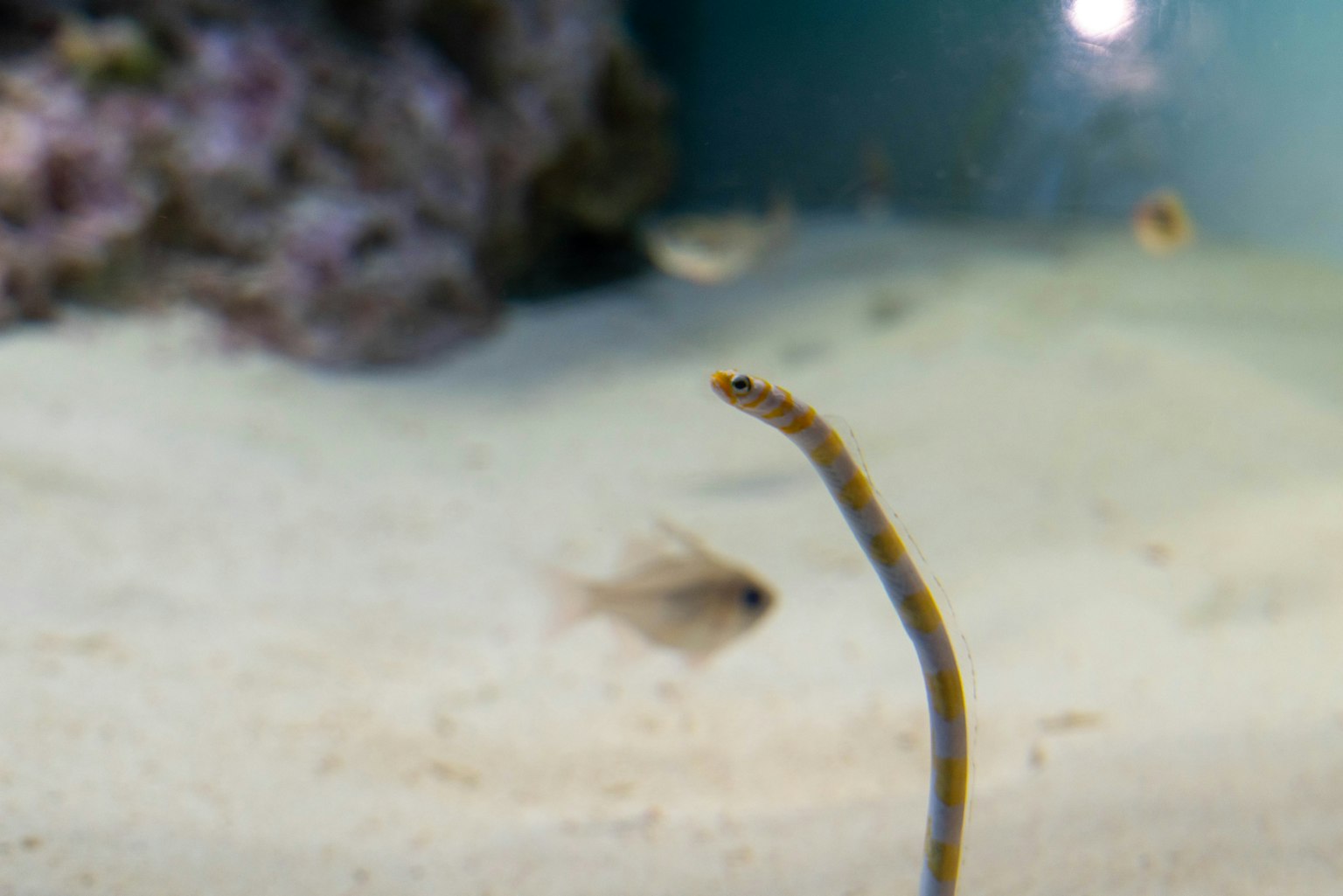 水族館沙子裡的細長魚和附近的小魚