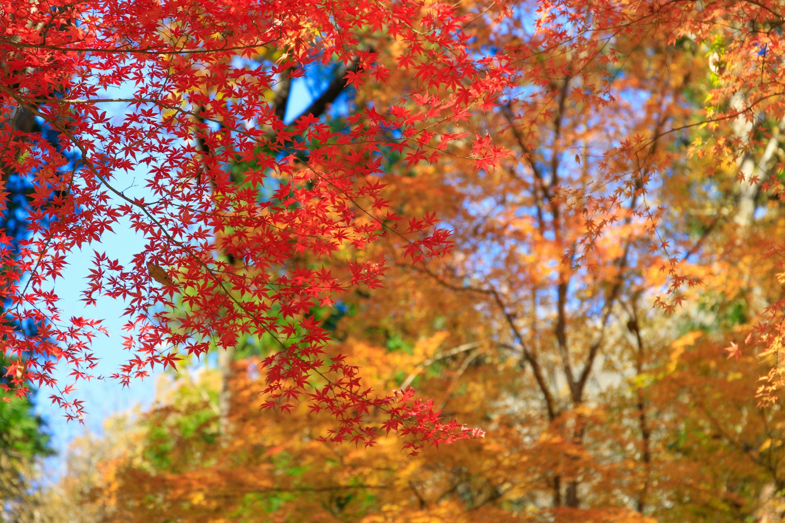 Lebendige rote und orange Herbstblätter leuchten unter einem blauen Himmel