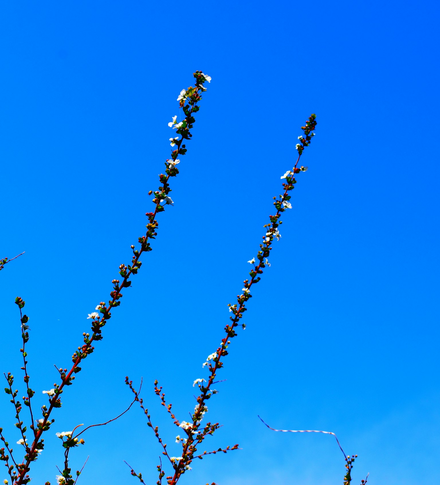 蓝天下像花一样的枝条