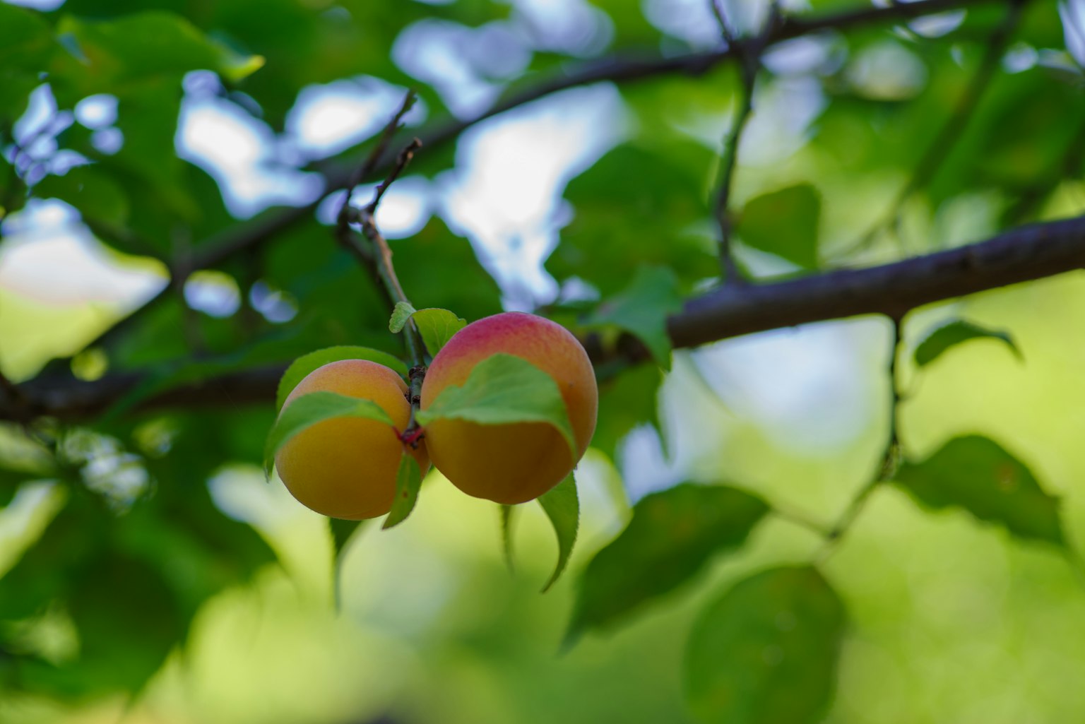 Due pesche appese a un ramo circondate da foglie verdi
