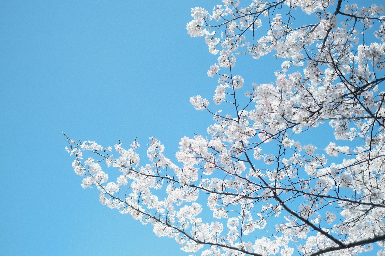 Close-up of cherry blossoms against a blue sky