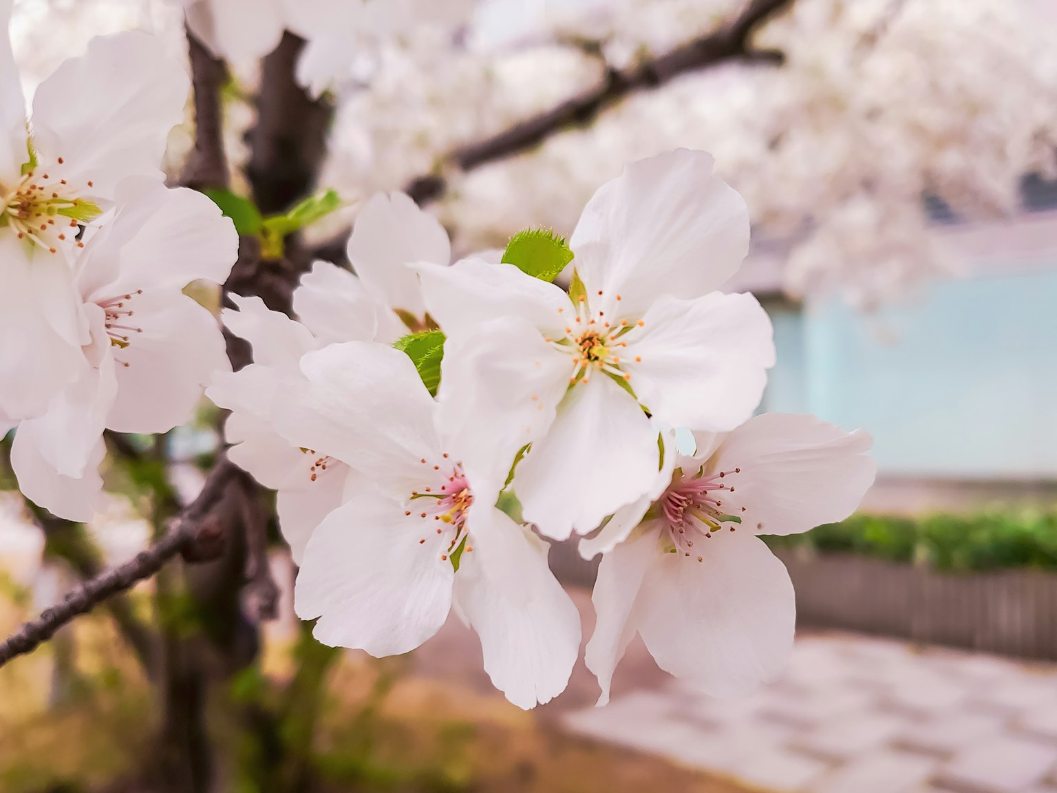 Schöne Szene mit blühenden Kirschblüten