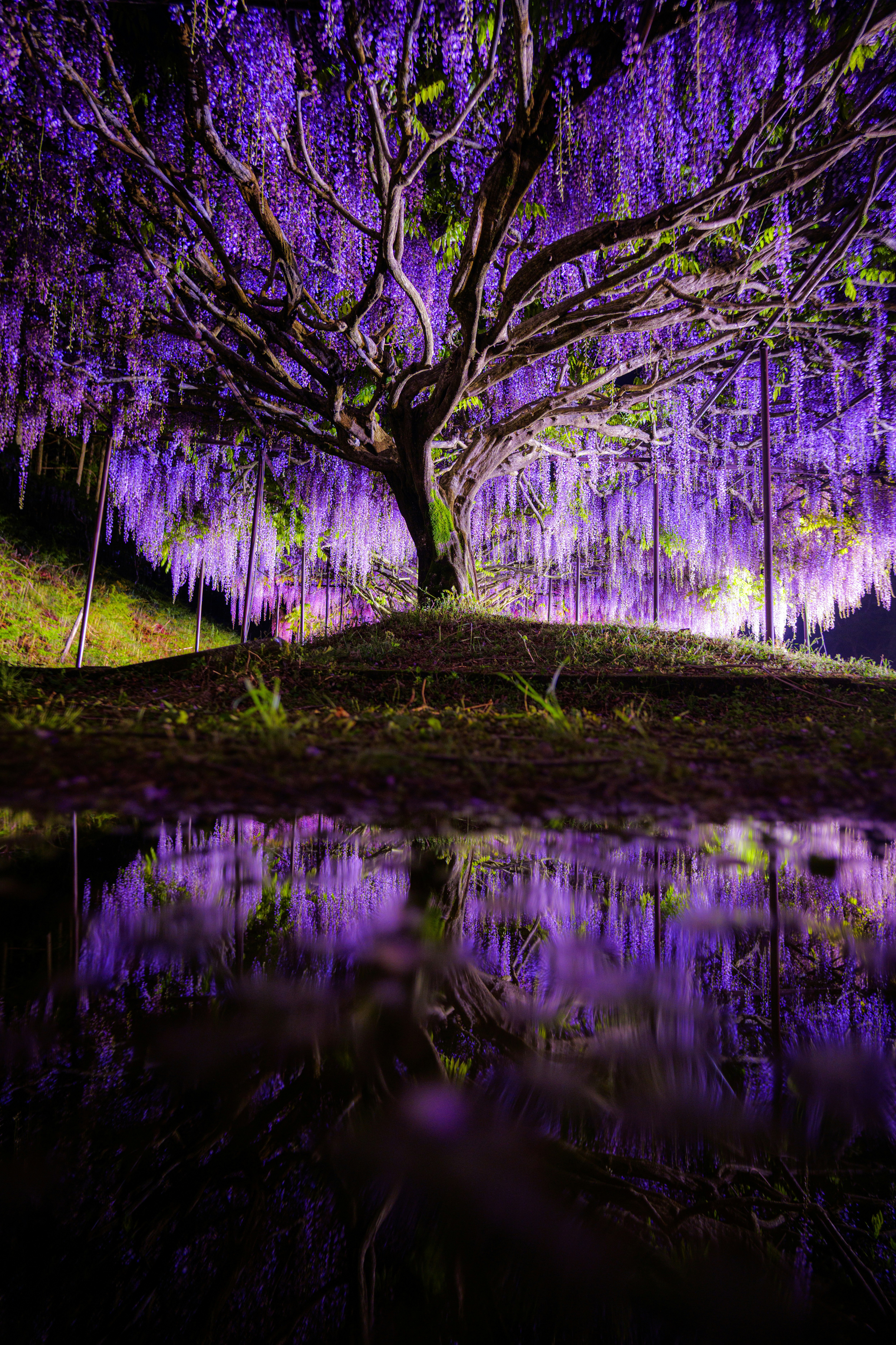 白毫寺の池に映る紫の藤の花と雨のような雰囲気の参道