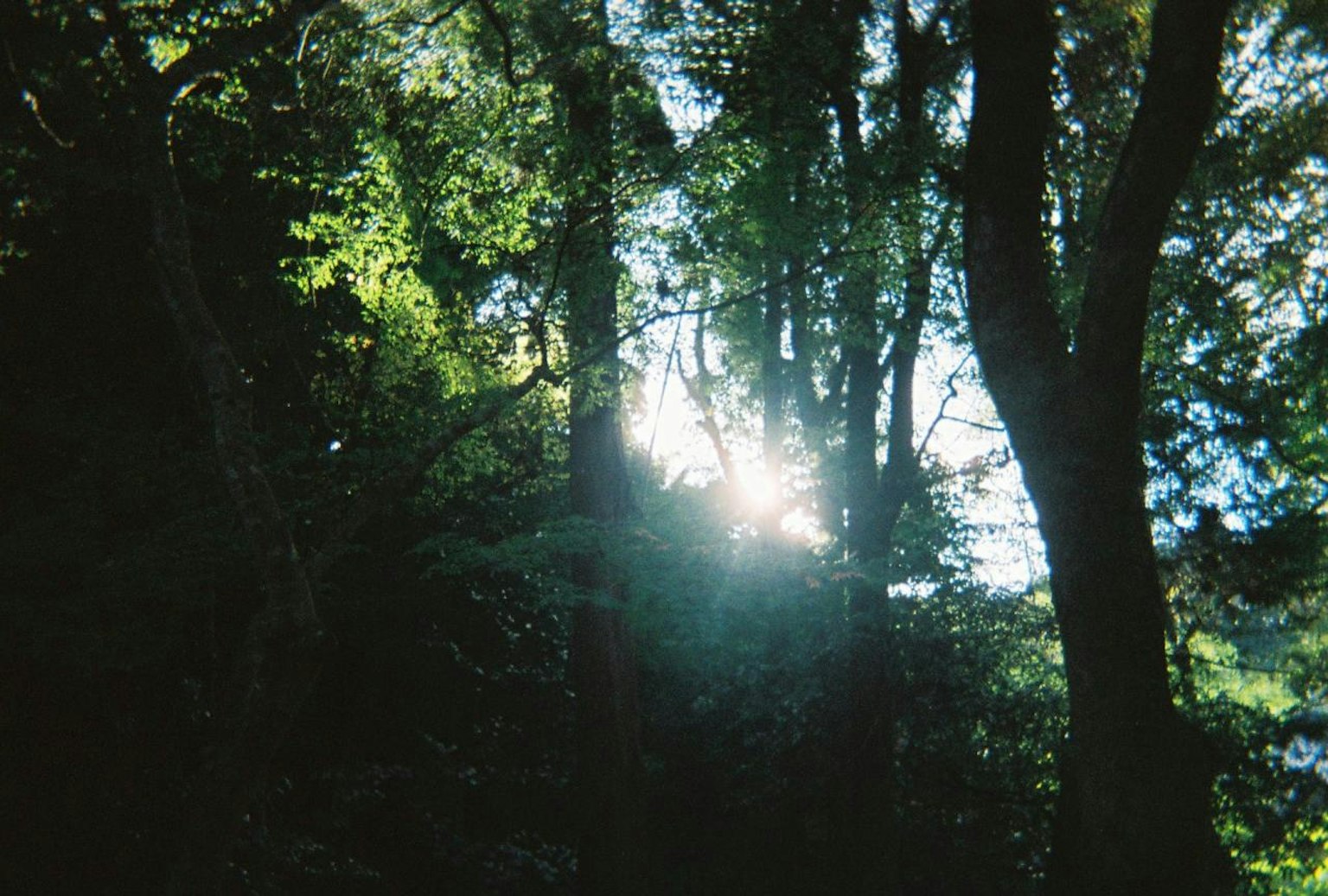 Sunlight filtering through lush green trees in a forest