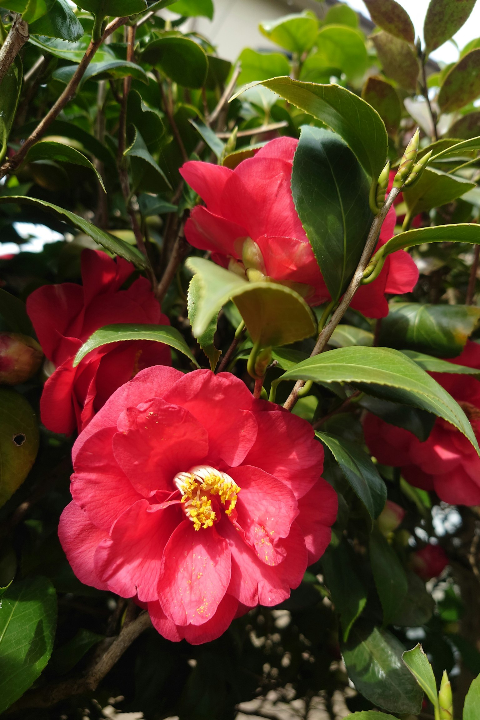 Lebendige rote Kamelienblüten mit grünen Blättern