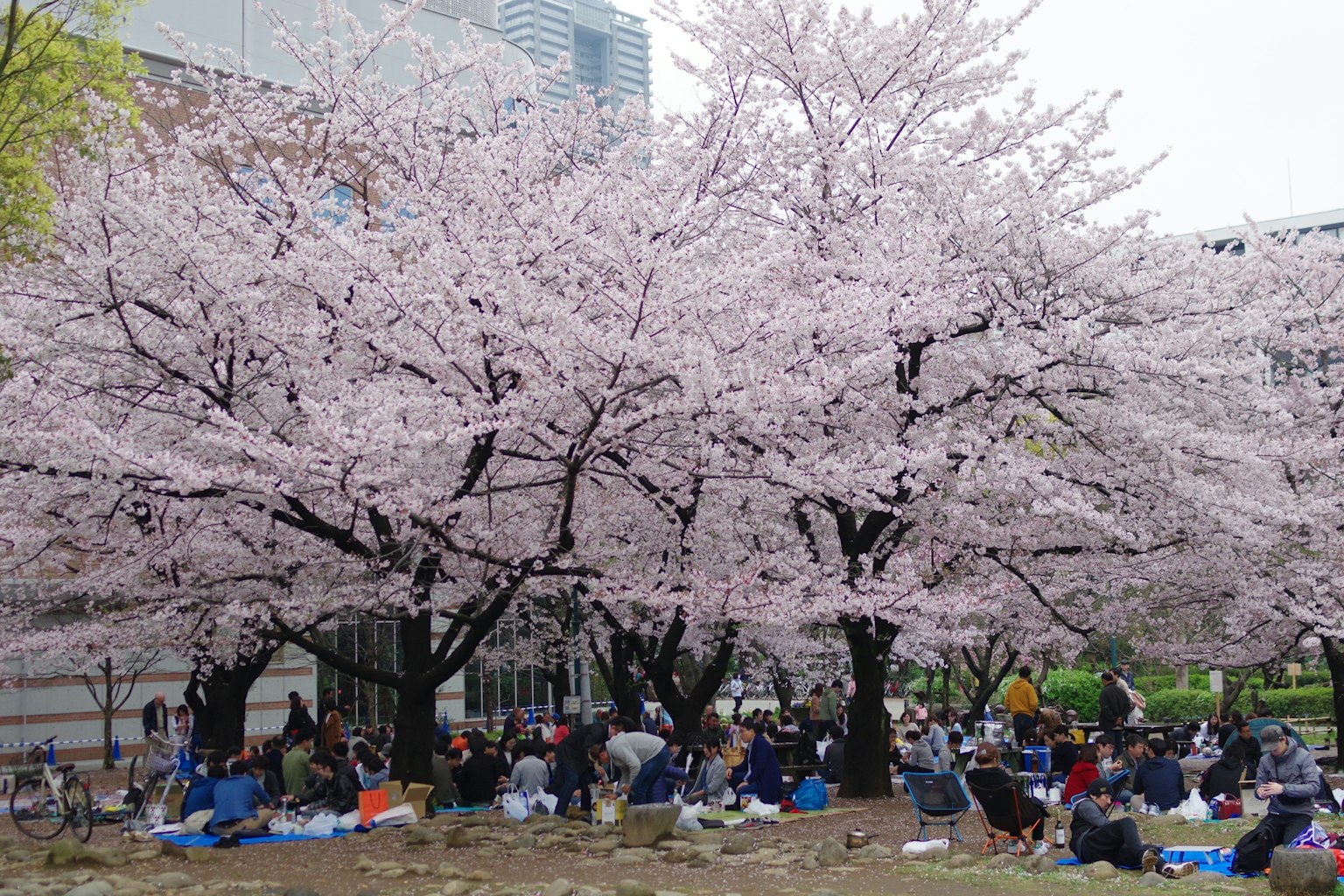 Orang-orang menikmati piknik di bawah pohon sakura