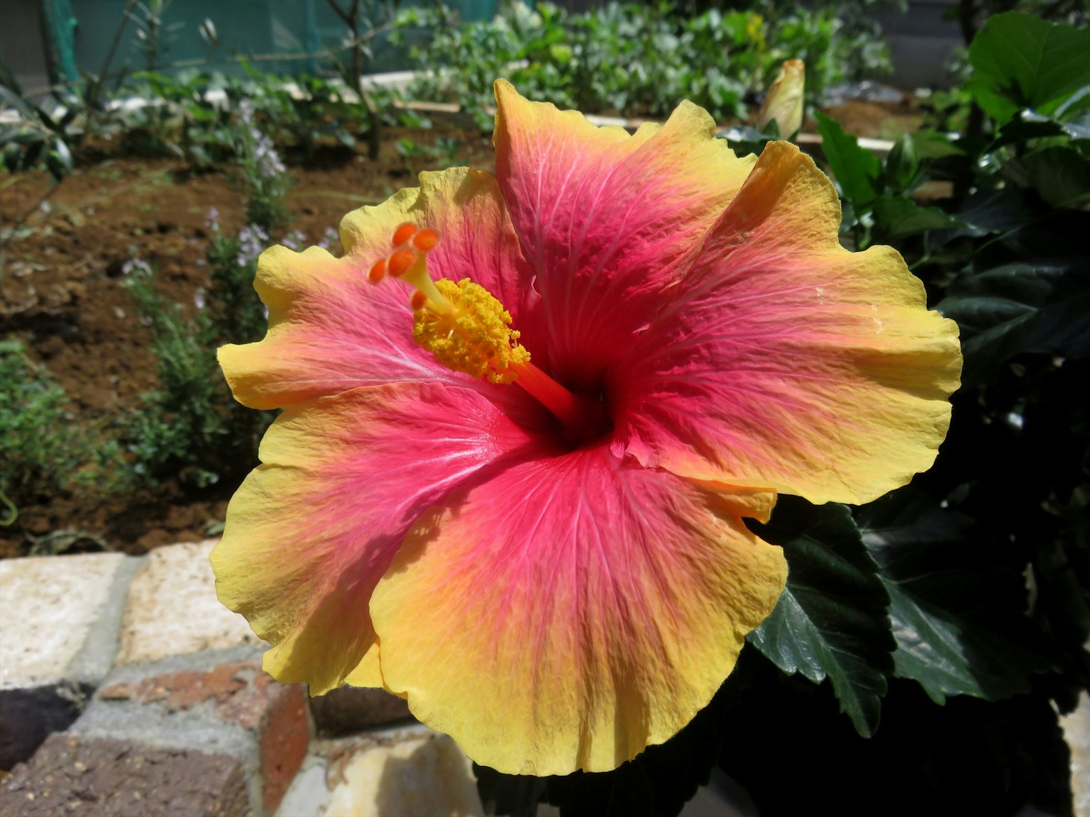 Fiore di ibisco vibrante rosa e giallo