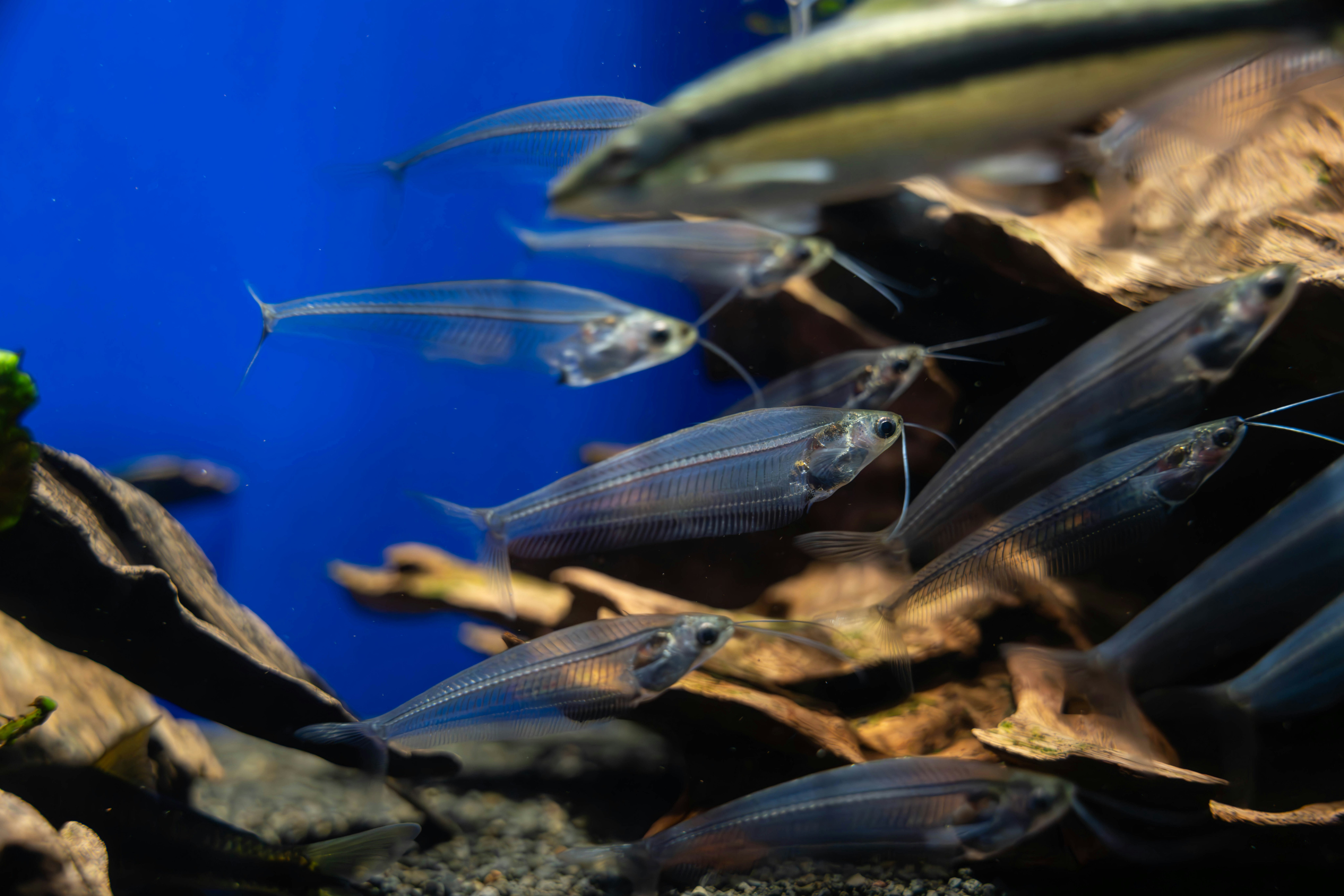 青い水槽で群れる小魚の群れ