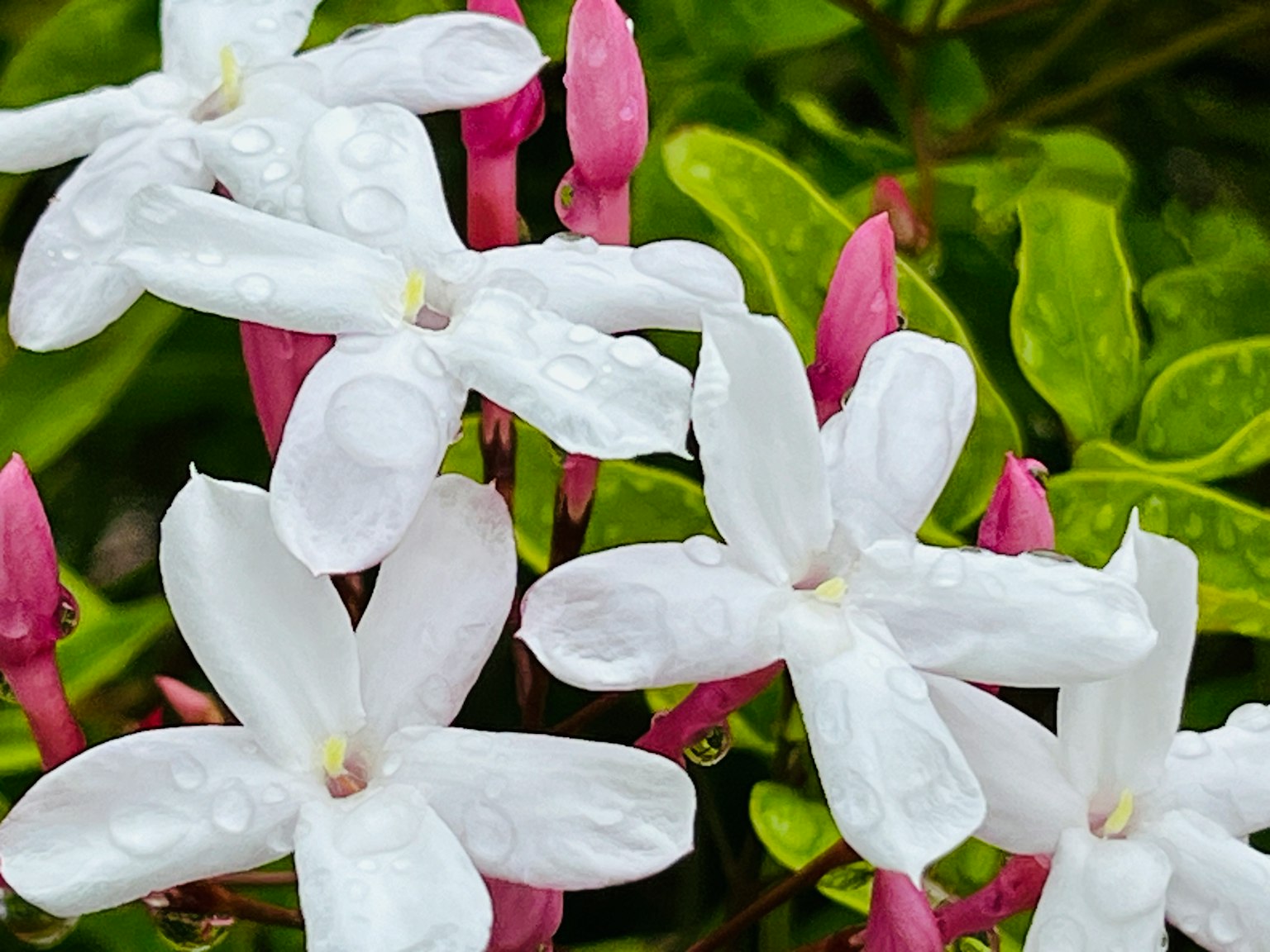 Primer plano de flores de jazmín blancas con capullos rosas rodeados de hojas verdes