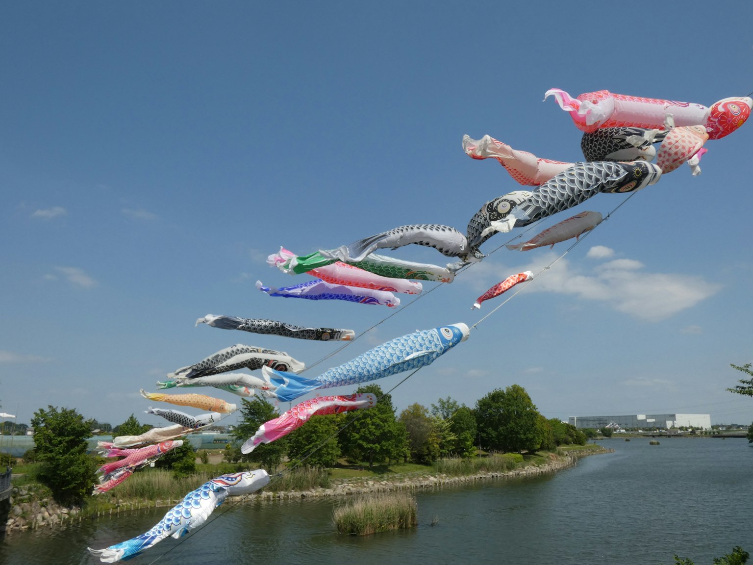Koinobori yang terbang di langit di atas sungai