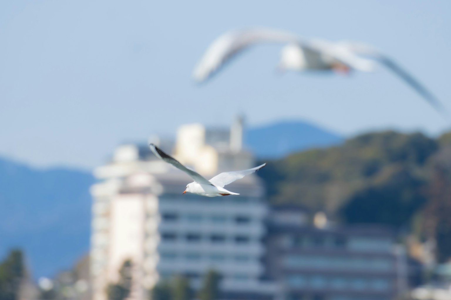 Ein weißer Vogel fliegt nahe der Küste mit Gebäuden im Hintergrund