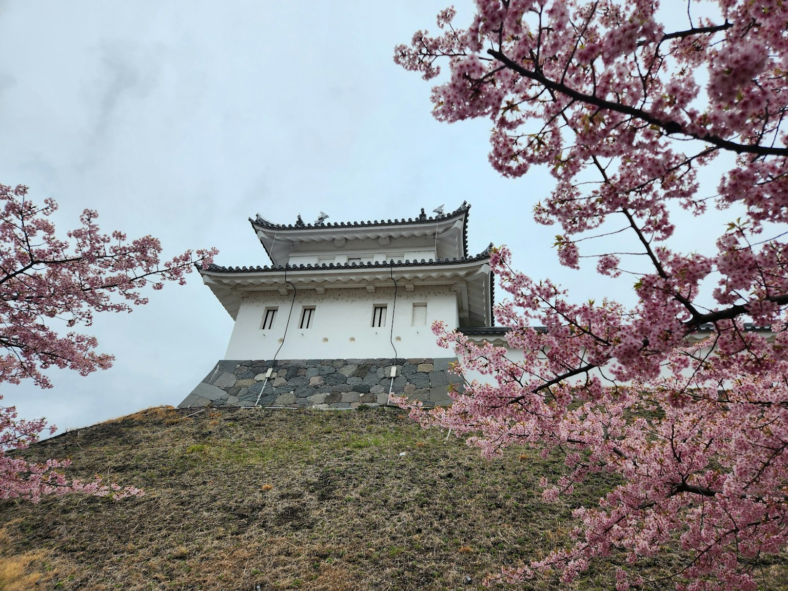 Vue d'un château blanc entouré de cerisiers en fleurs