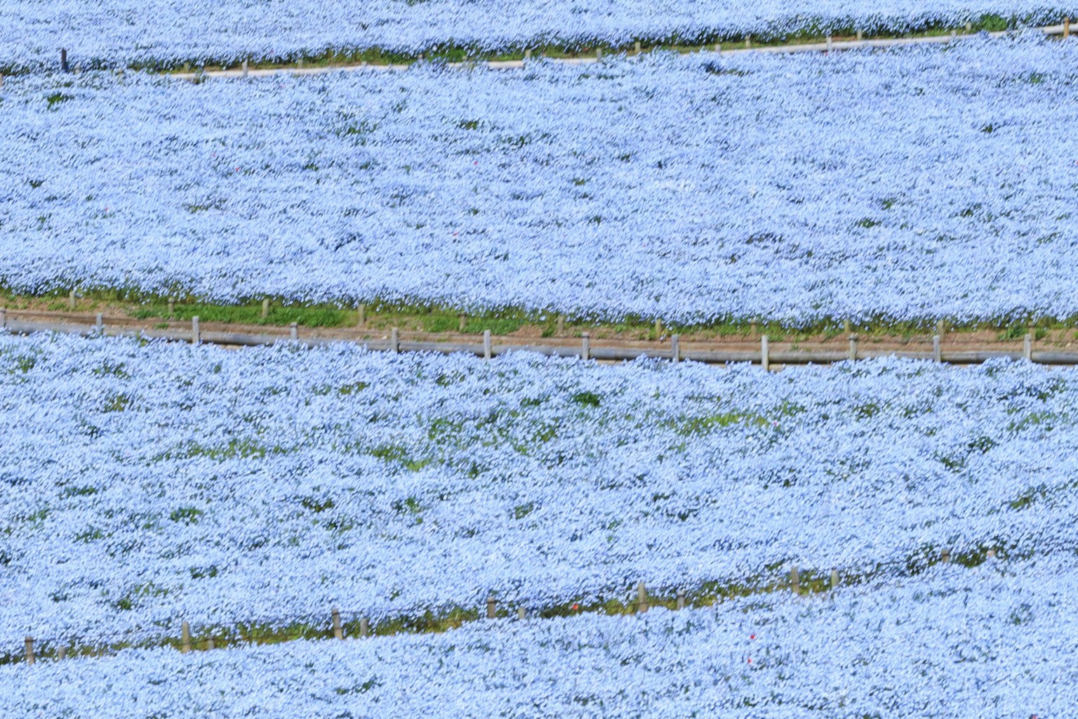 Beautiful landscape of blue flower fields with horizontal rows