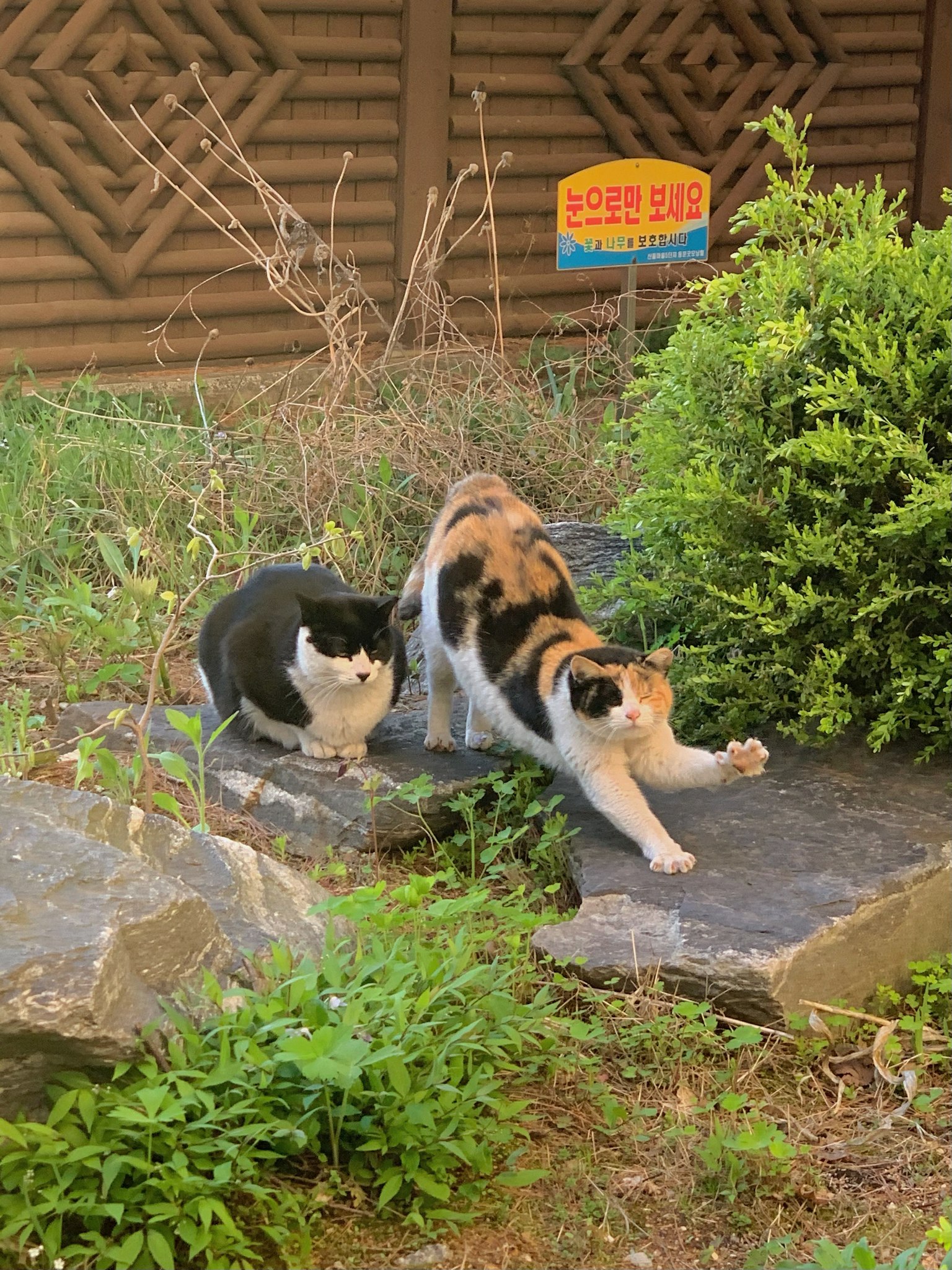 两只猫在石头上，一只在伸展，黑白猫和三色猫