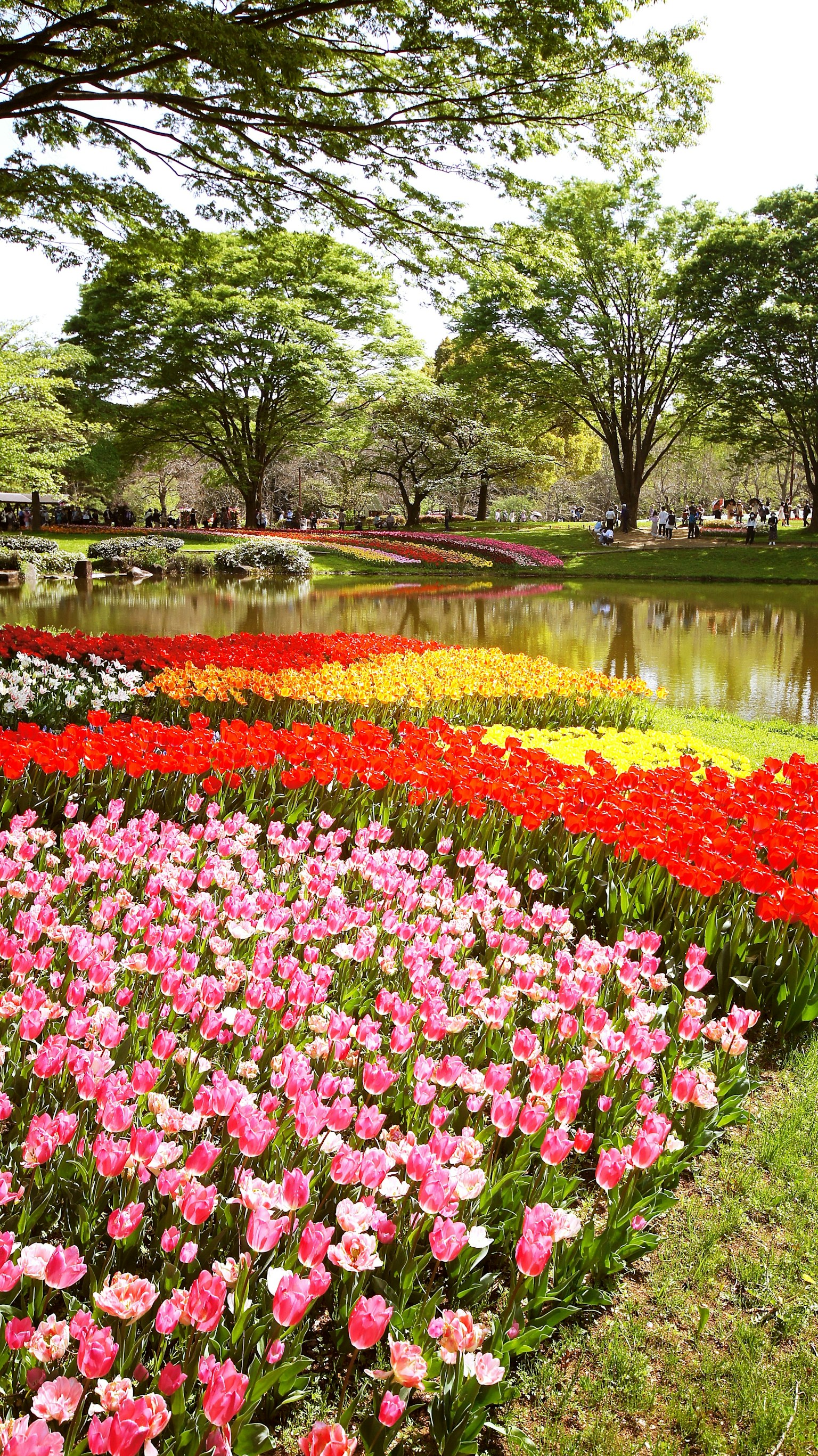 Pemandangan taman yang indah dengan tulip berwarna-warni