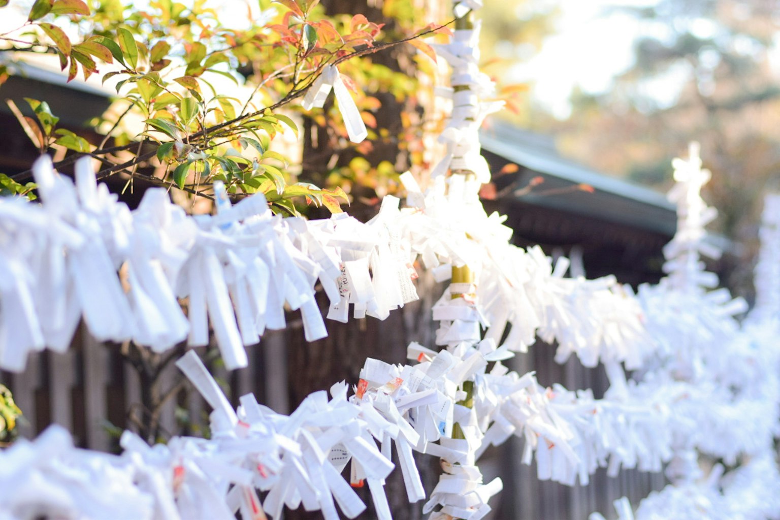 Eine Szene mit weißen Omikuji, die an einem Zaun hängen, im natürlichen Licht
