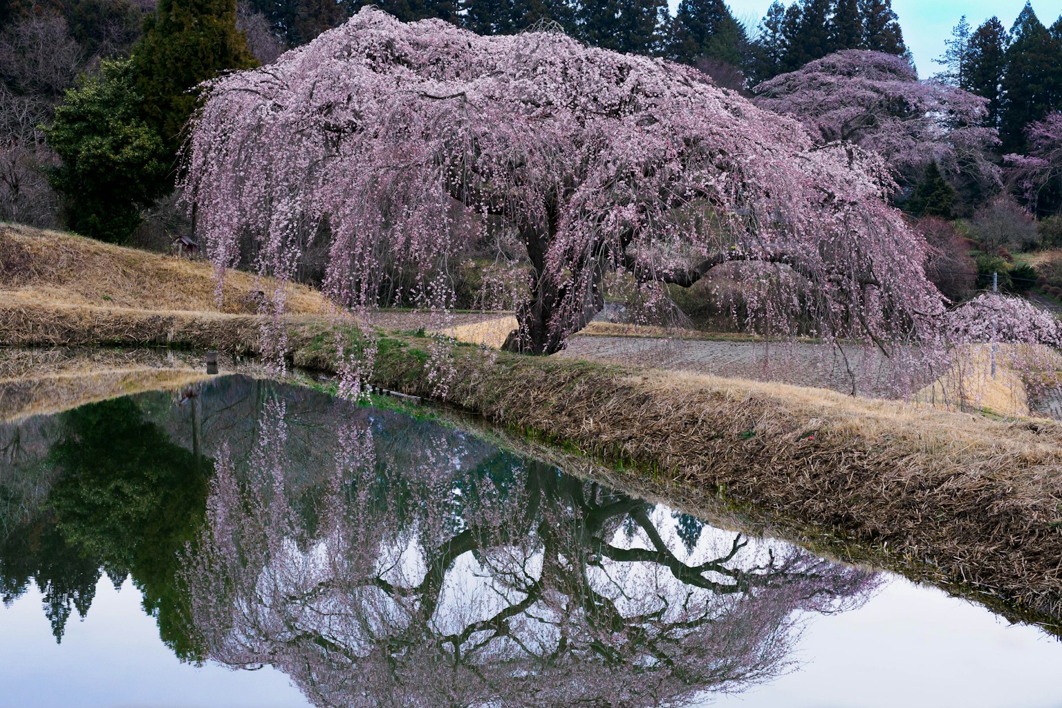 A beautiful cherry blossom tree reflecting on the water