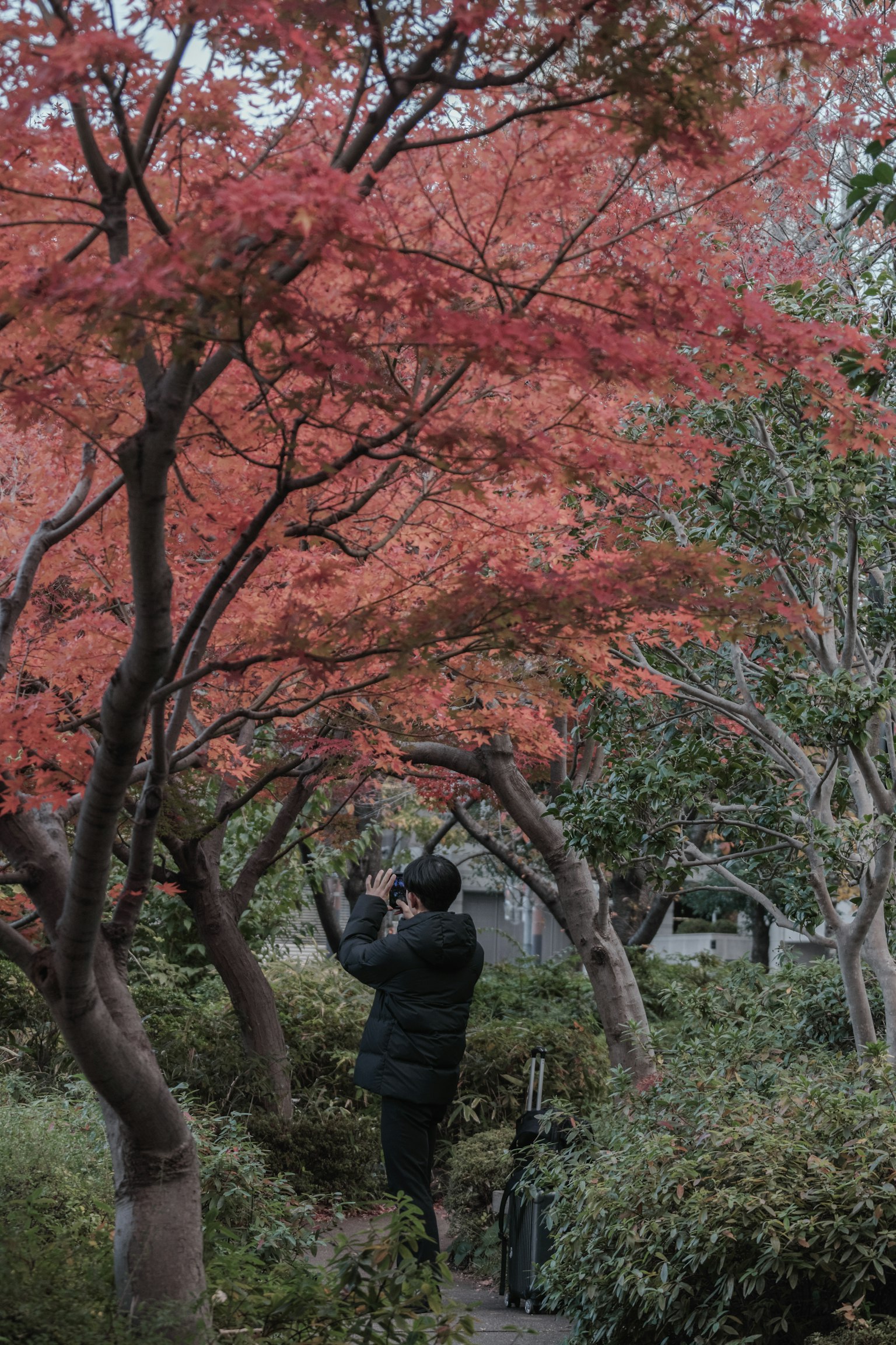 Person taking a photo under red-leaved trees