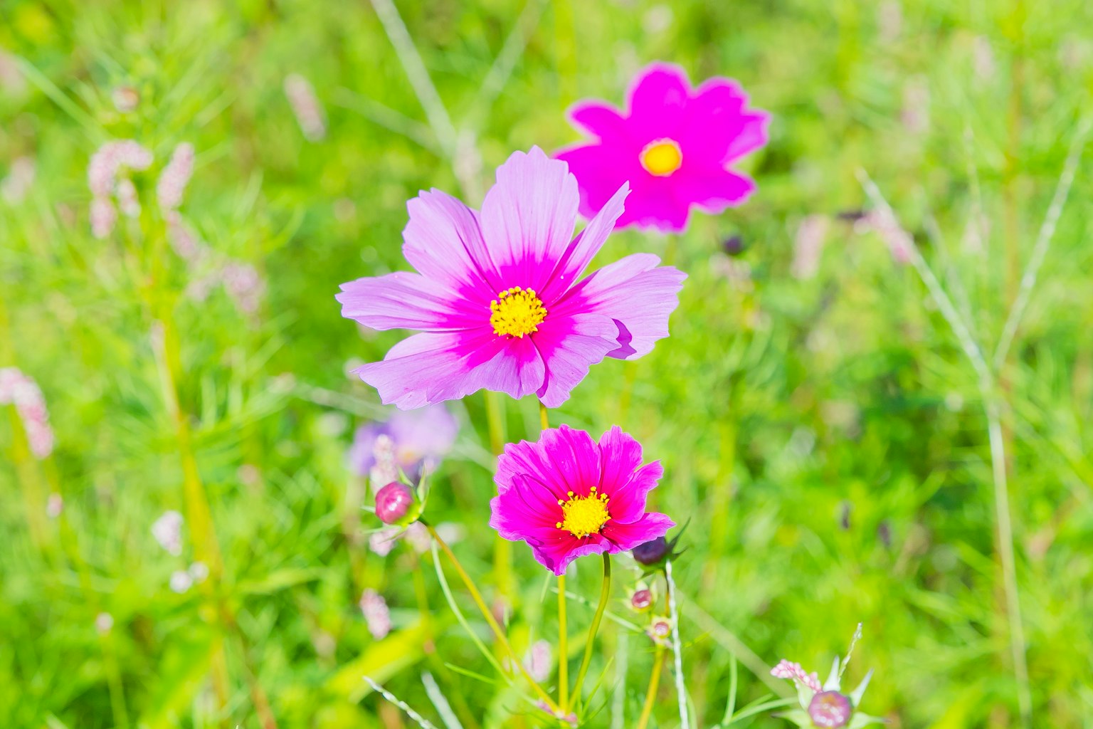 Flores de cosmos moradas vibrantes floreciendo sobre un fondo verde