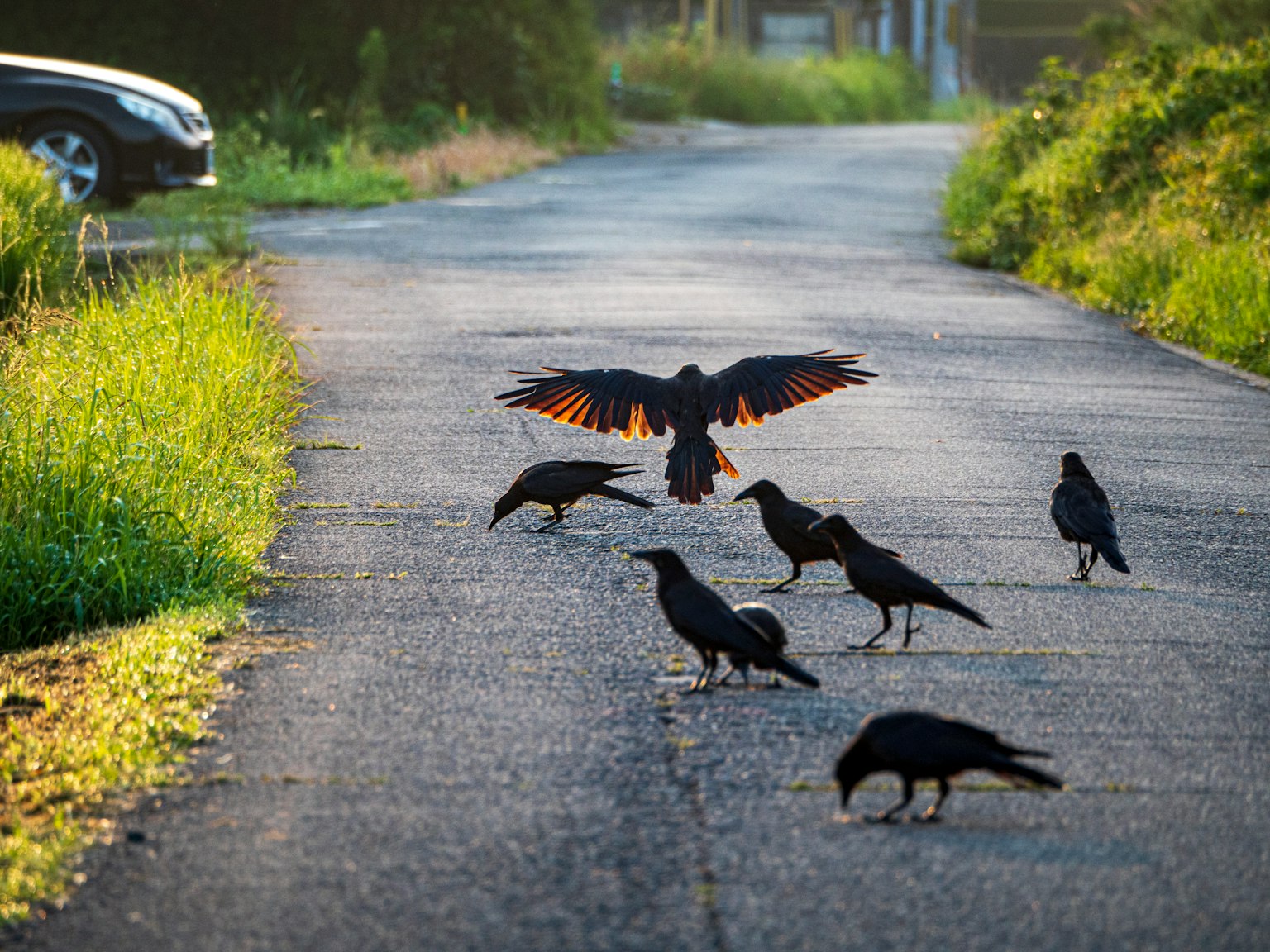 Cuervos reunidos en una carretera con un ave despegando mostrando alas naranjas