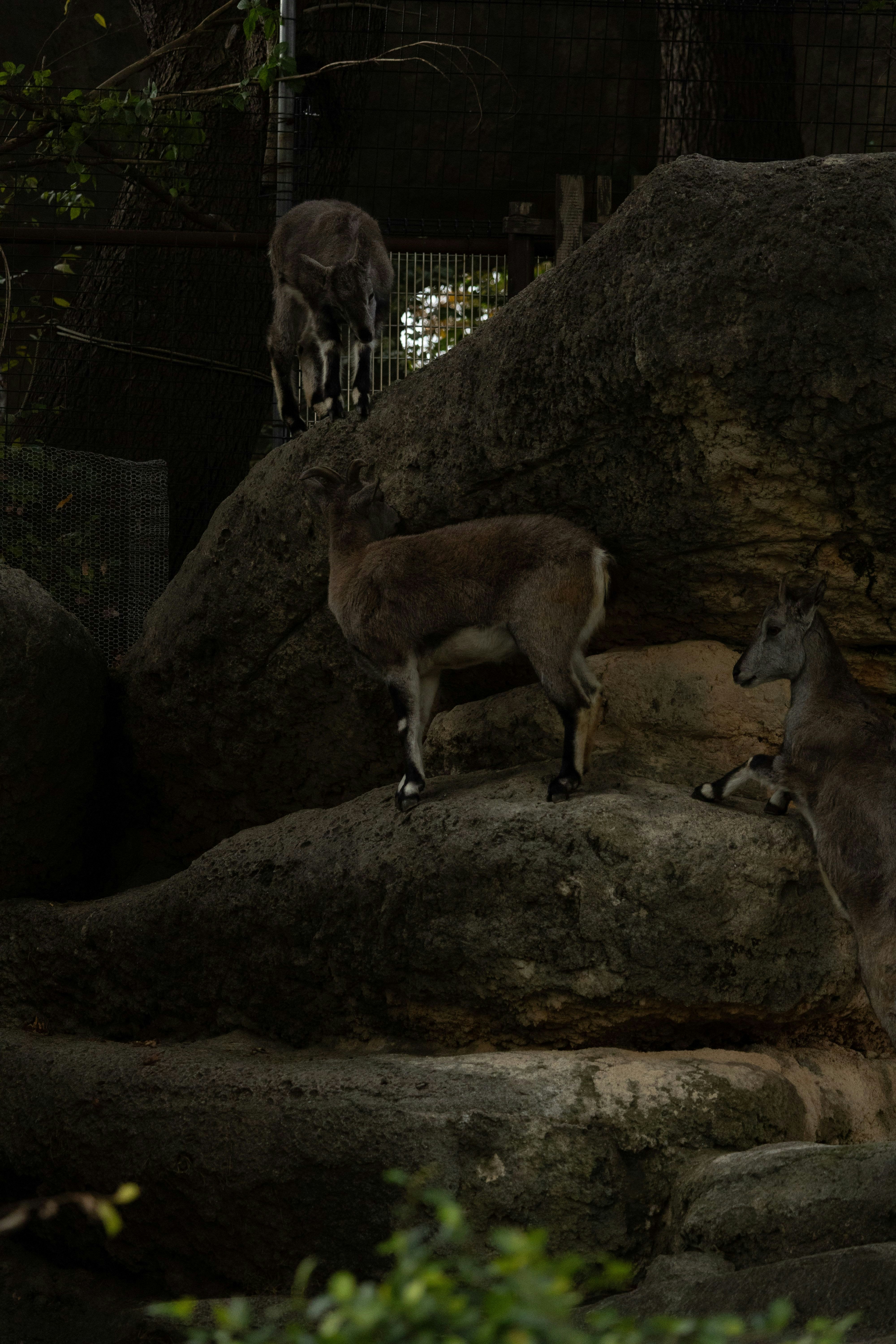 岩場で寄り添う鹿の群れの夜の動物園風景