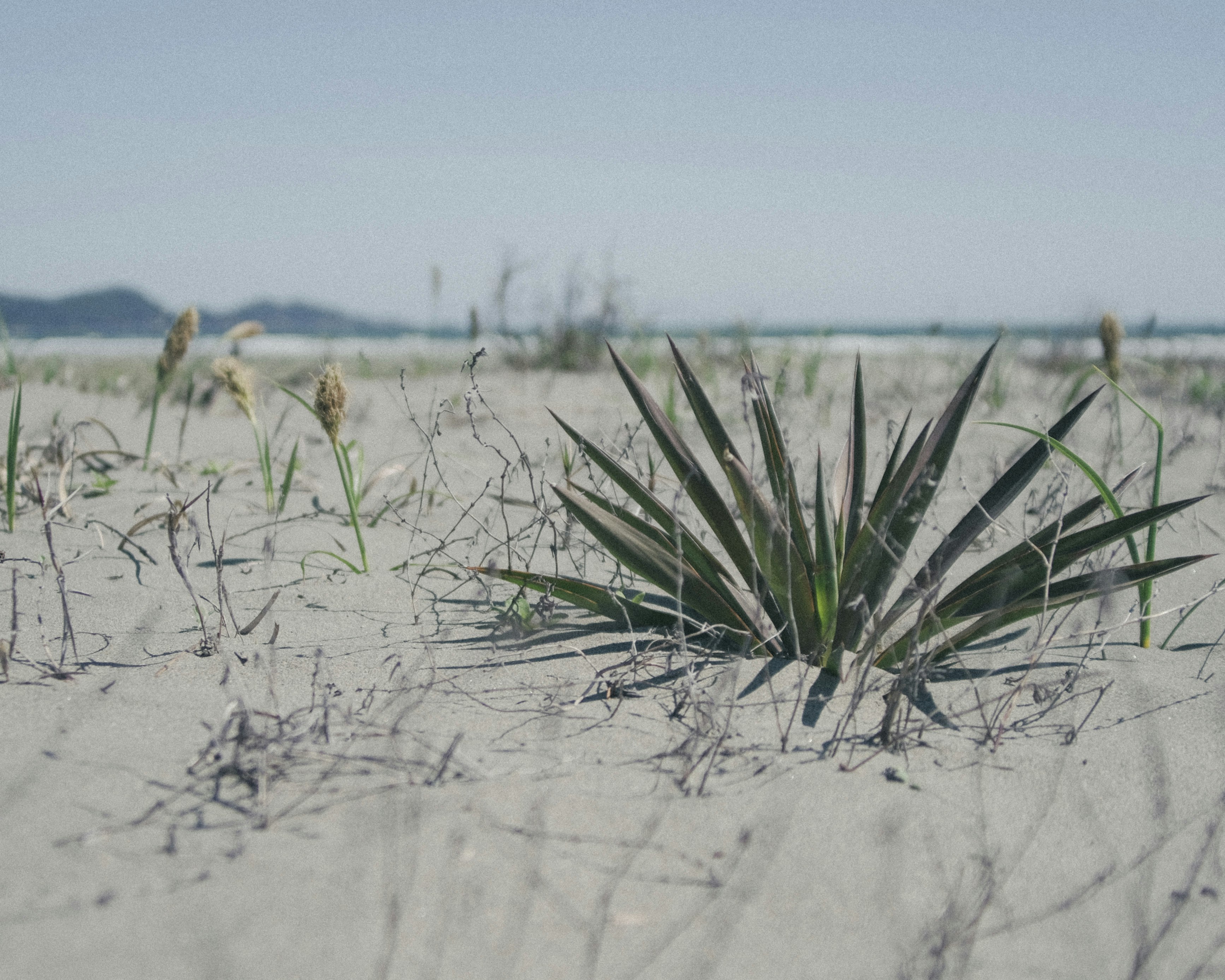 砂地に生える乾燥地の植物とトゲのある葉
