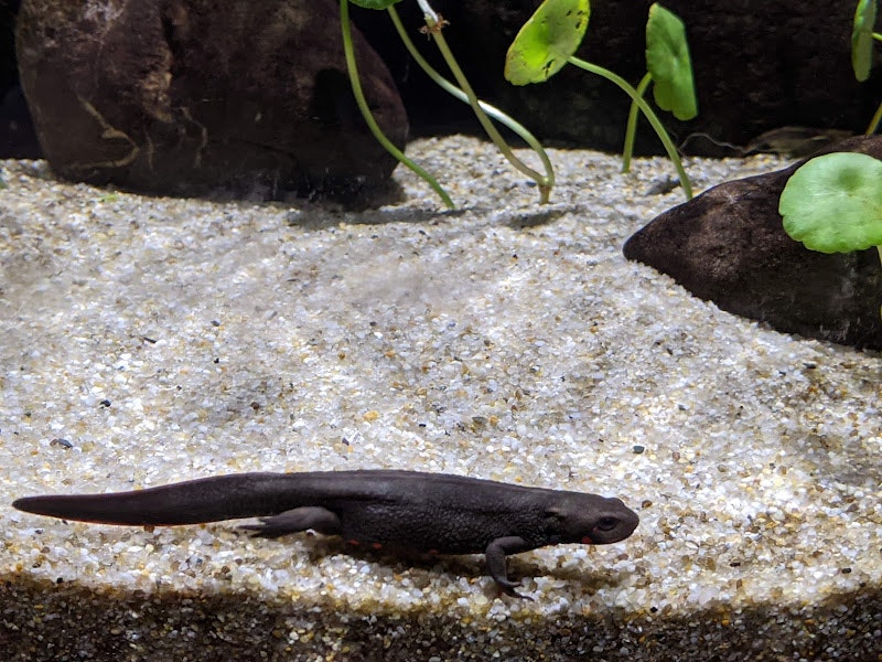 pequeño pez sobre grava en un acuario con rocas